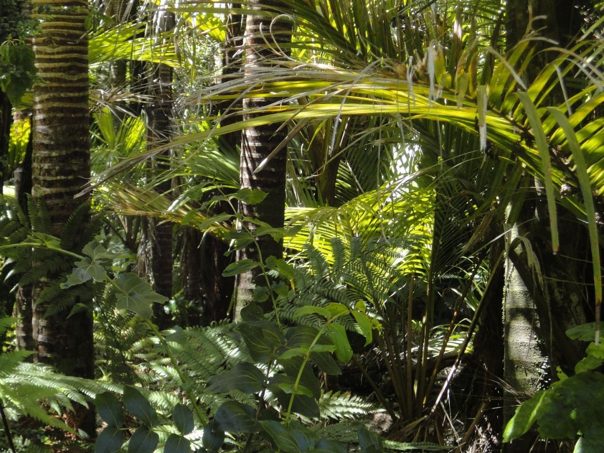 Für ihre Studie befragten sie 57 indigene Gemeinschaften in Südamerika zu ihrem Wissen über Palmen - meist ist dies nirgends schriftlich festgehalten. (Bildequelle: © Rosina Kaiser/Pixabay/CC0)