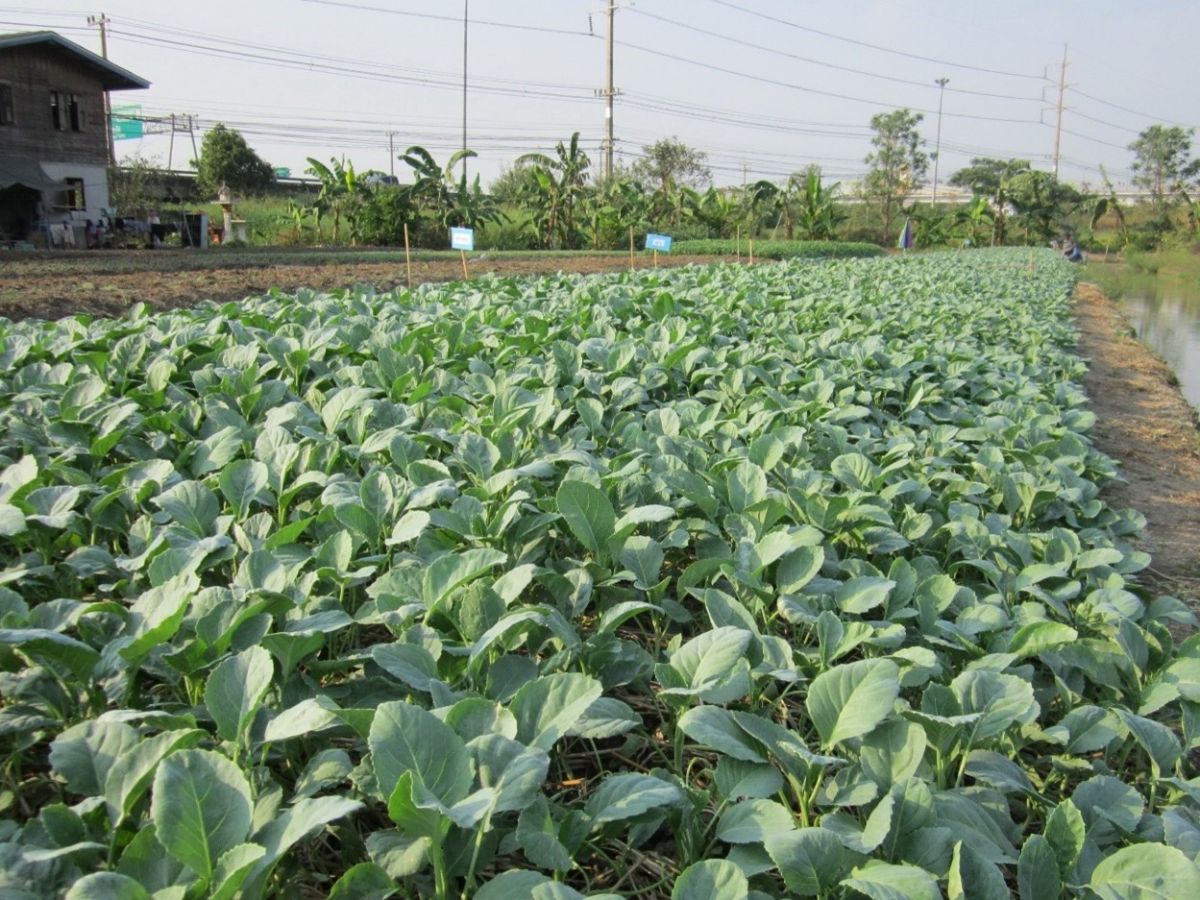 Chinesicher Brokkoli (Brassica alboglabra) ist in Thailand ein wichtiges Gemüse. Die Pflanze wird oft von den Raupen der Zuckerrübeneule (Spodoptera exigua) befallen.
