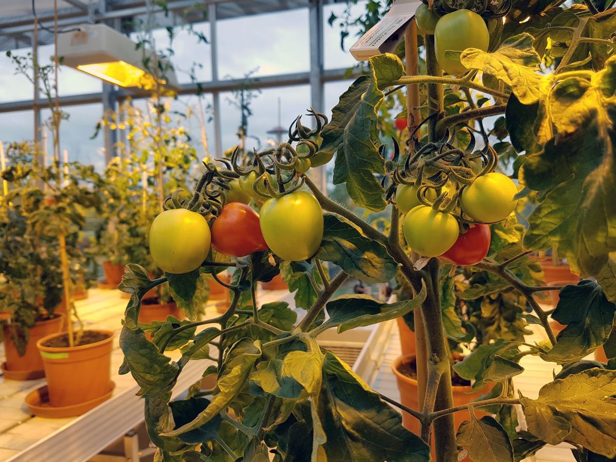 Tomatenanzucht zu Forschungszwecken im Gewächshaus des Leibniz-Instituts für Pflanzenbiochemie (IPB).
