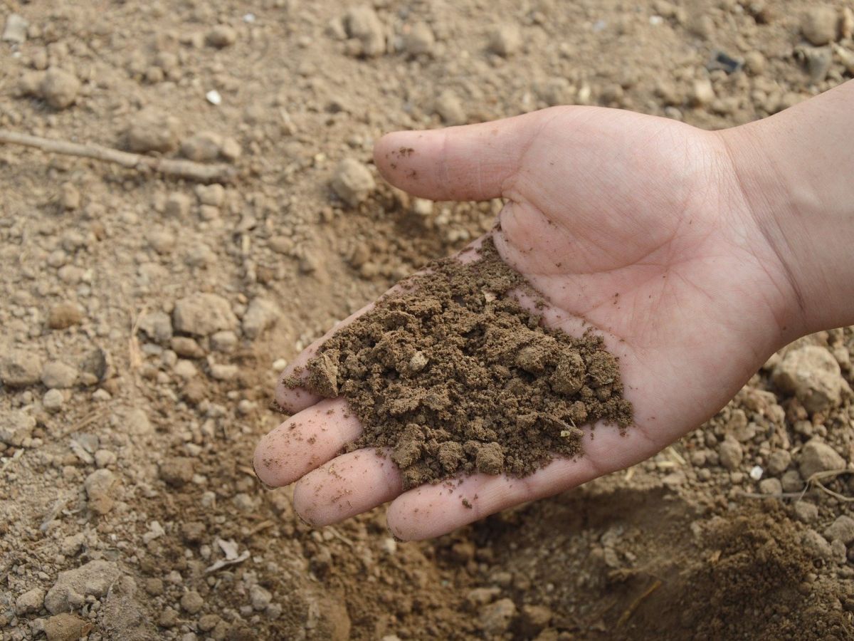 Veränderungen der mikrobiellen Diversität in Böden können wichtige Ökosystemfunktionen wie etwa den Nährstoffkreislauf beeinflussen. (Bildquelle: © Jing / Pixabay)