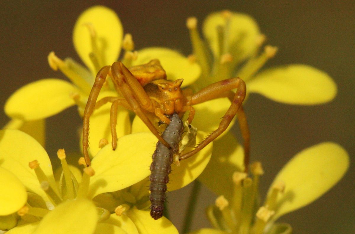 Indem Krabbenspinnen Raupen fressen, helfen sie der Blütenpflanze. (Bildquelle: © Anina C. Knauer)