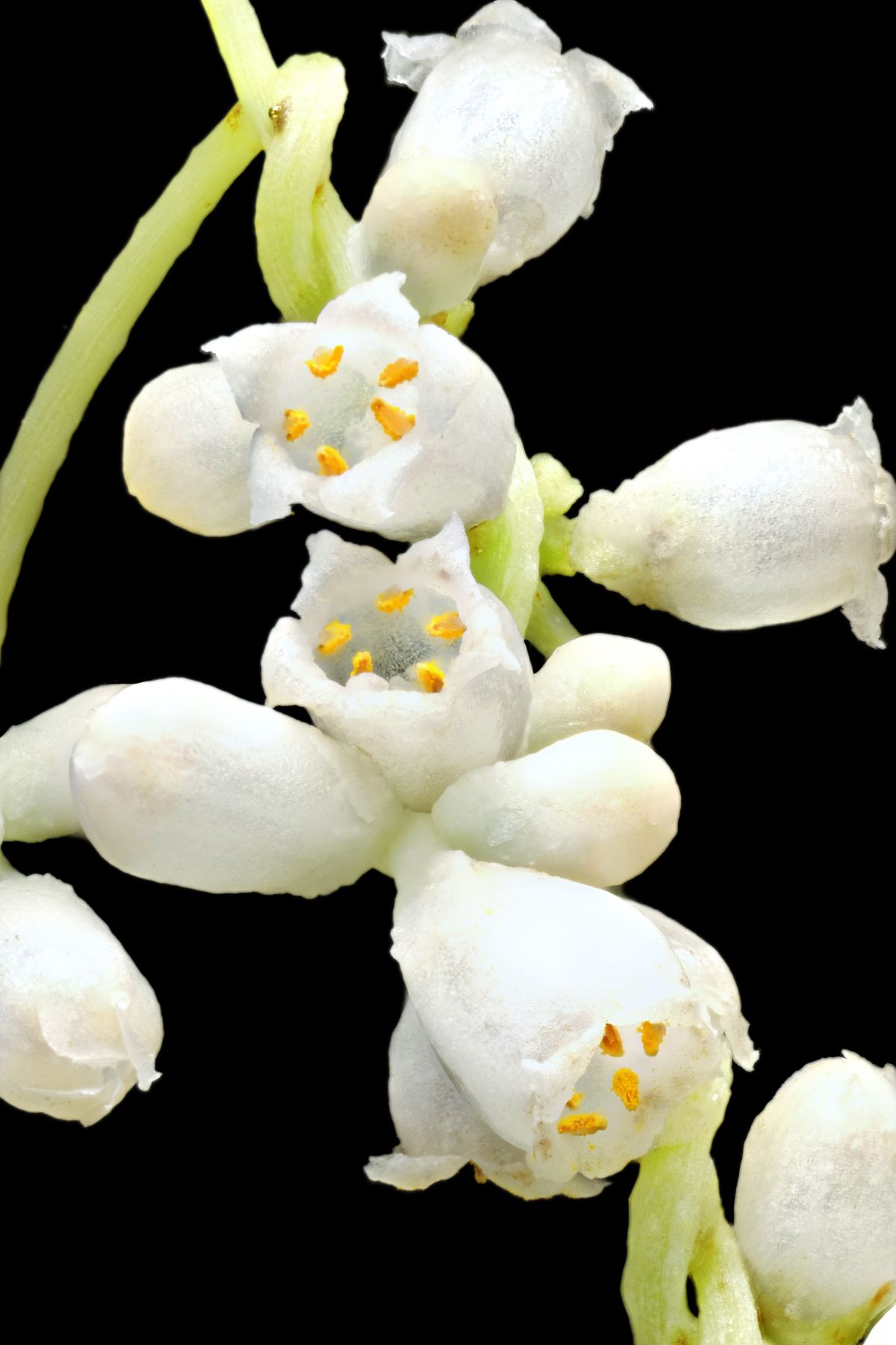 Blühende Cuscuta reflexa auf dem Wirt Acker-Schmalwand (Arabidopsis thaliana). 