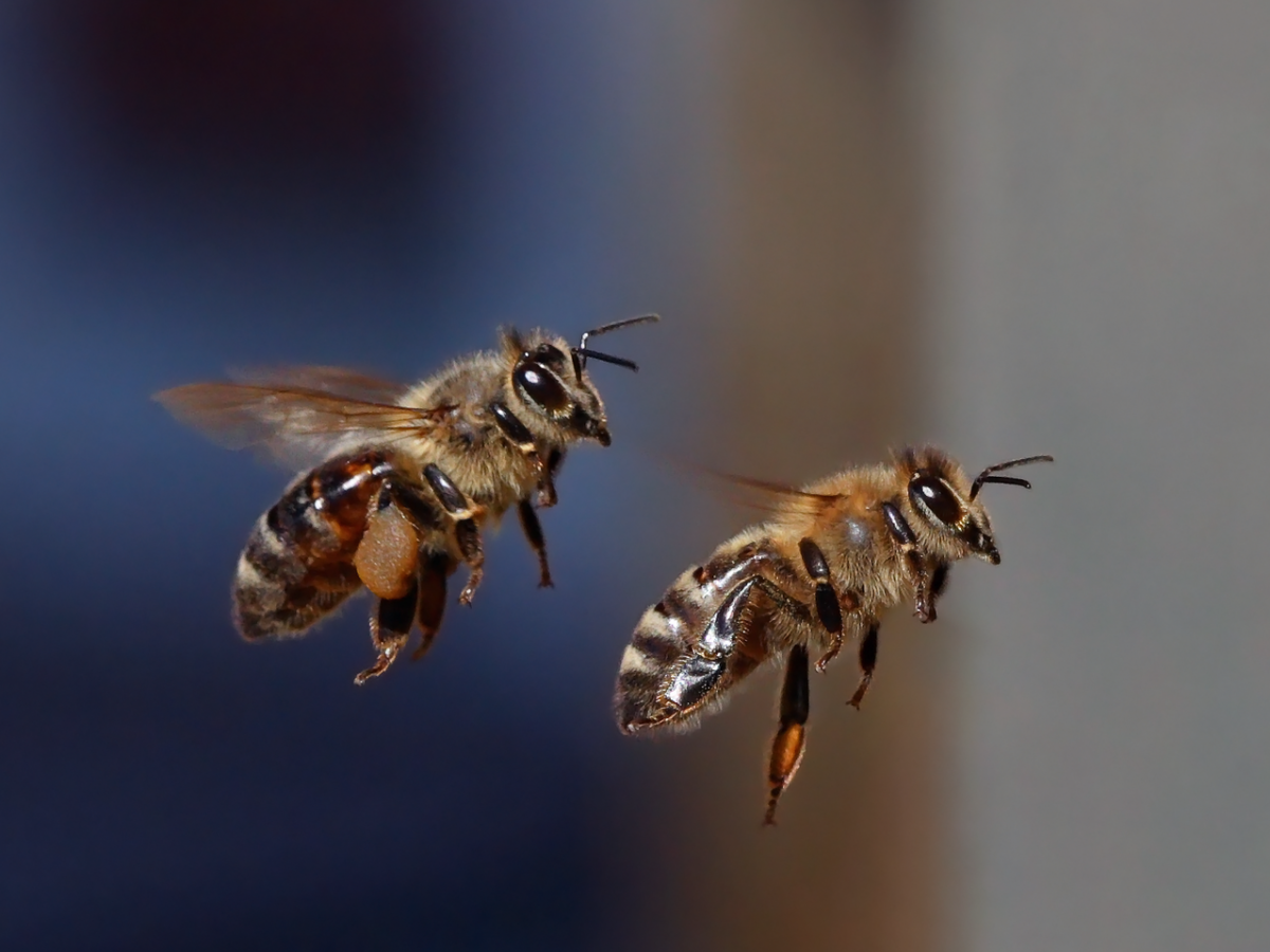 Die Westliche Honigbiene - Apis mellifera L. (Quelle: ©  Waugsberg/ wikimedia.org; CC BY-SA 3.0)