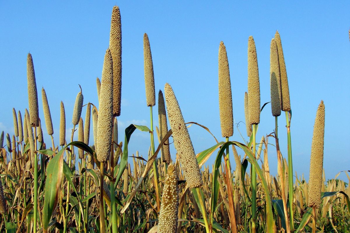Genetische Schätze: Perlhirse (Pennisetum glaucum) ist ein Getreide mit großer Trockentoleranz.