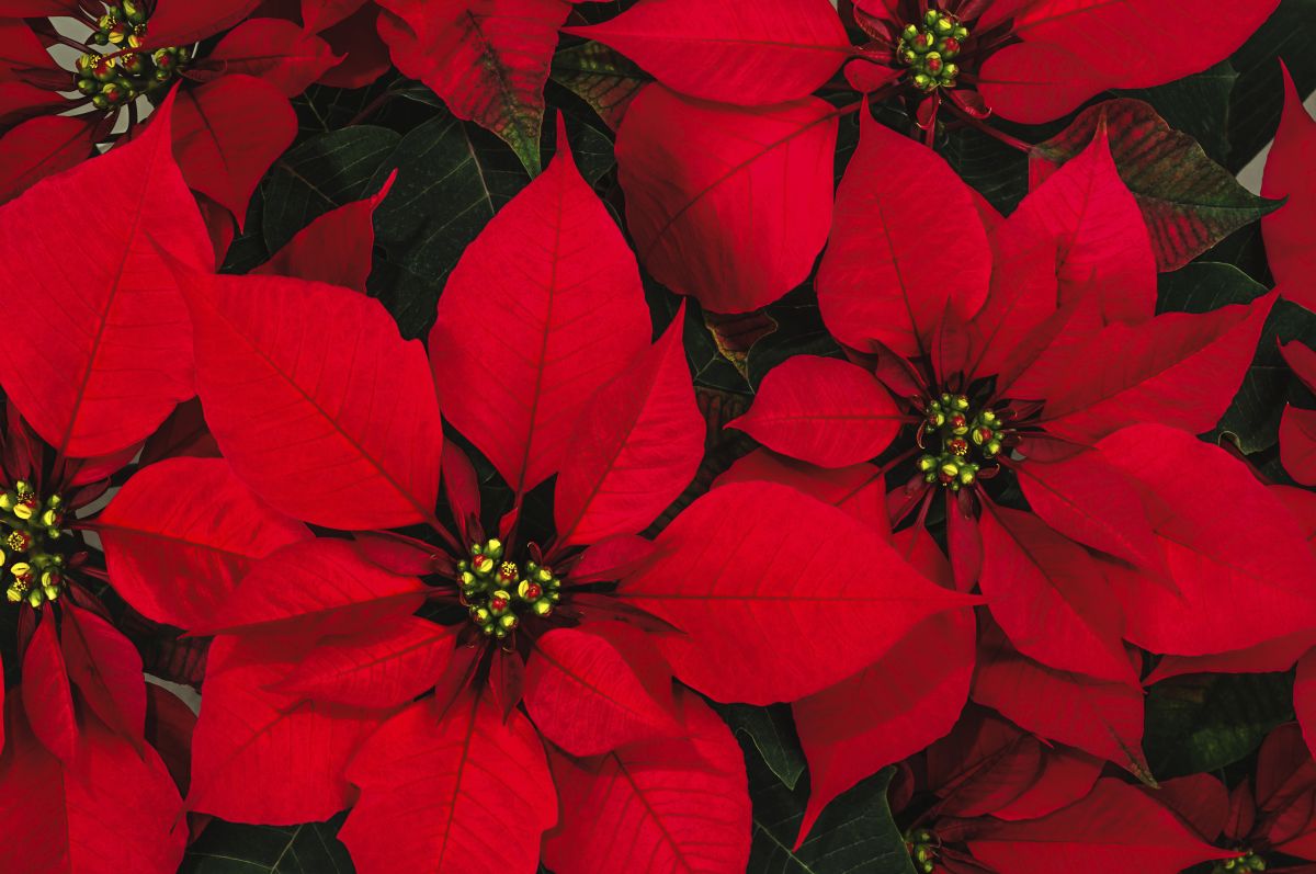 Der Weihnachtsstern ist eine der beliebtesten Zimmerpflanzen in der Weihnachtszeit. (Bildquelle: © agcuesta/iStock/Thinkstock)