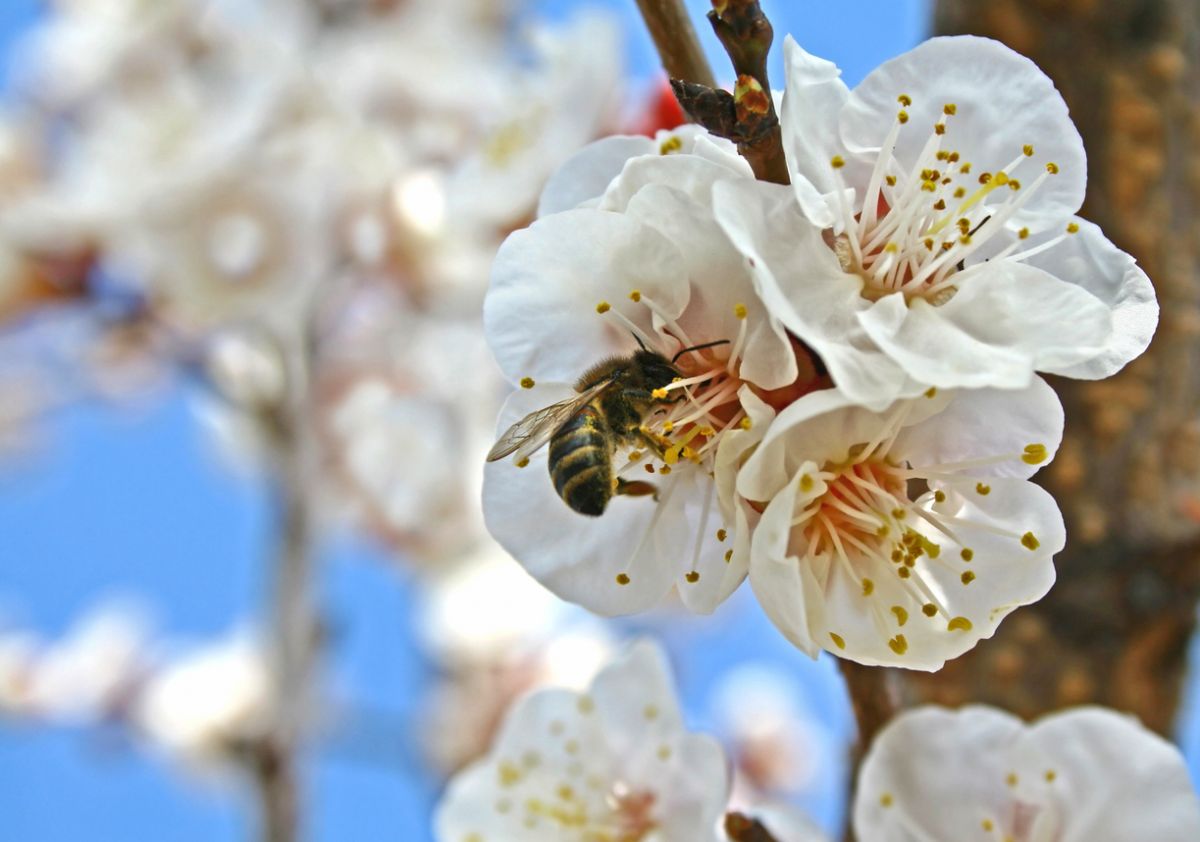 Insekten übernehmen eine wichtige Aufgabe in der Natur: sie bestäuben Blüten. (Bildquelle: © iStockphoto.com / Chepko)