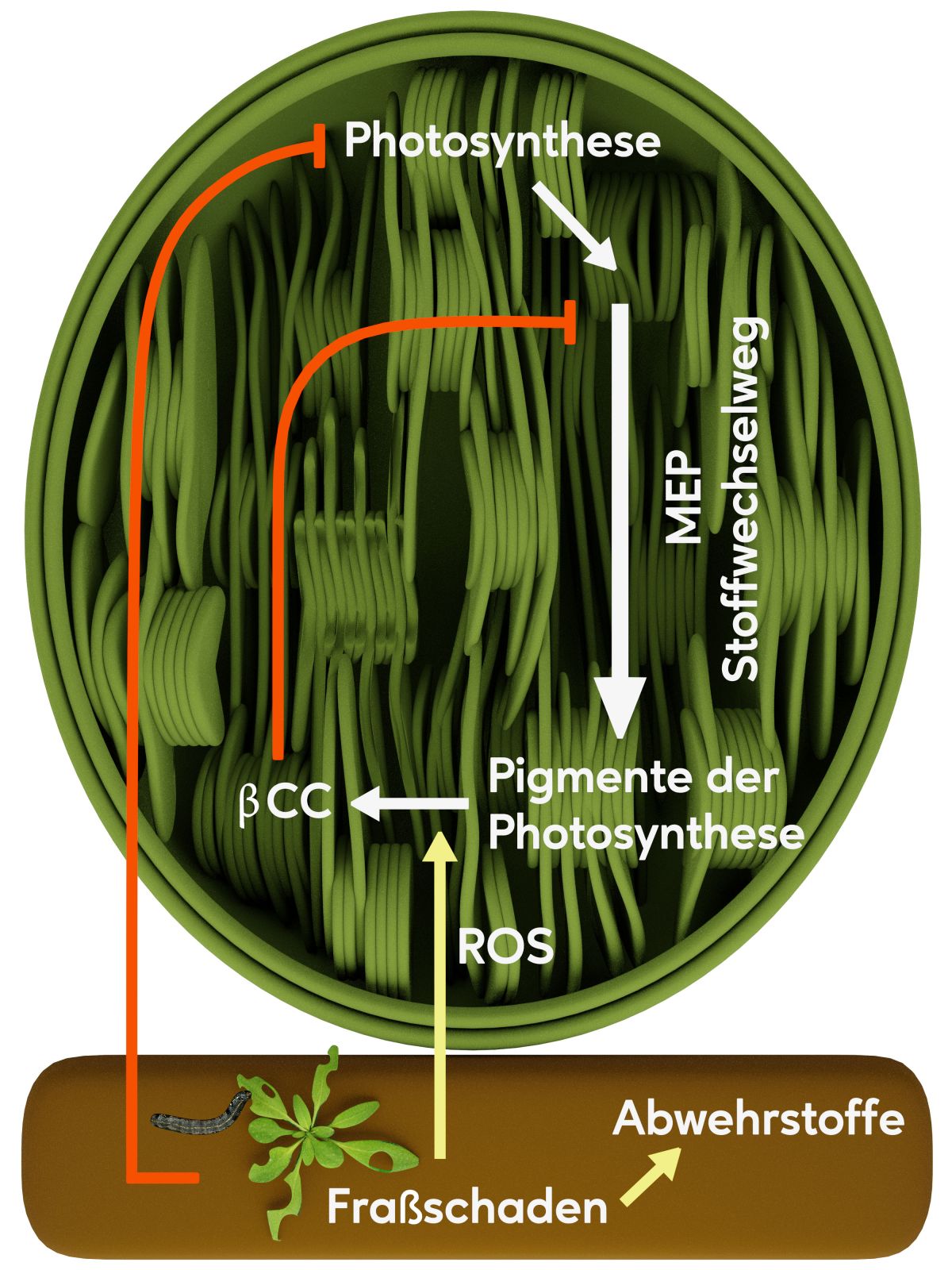 Fraßschäden bewirken nicht nur, dass Pflanzen vermehrt Abwehrstoffe bilden, sie führen auch zu einer Verlangsamung von Wachstumsprozessen. Durch eine reaktive Form von Sauerstoff (ROS = reactive oxygen species) entsteht durch Spaltung von Beta-Carotin (ein Pigment der Fotosynthese) Beta-Cyclocitral (βCC), welches das geschwindigkeitskontrollierende Enzym des MEP-Stoffwechselwegs, der in den Chloroplasten lokalisiert ist, direkt hemmt.
