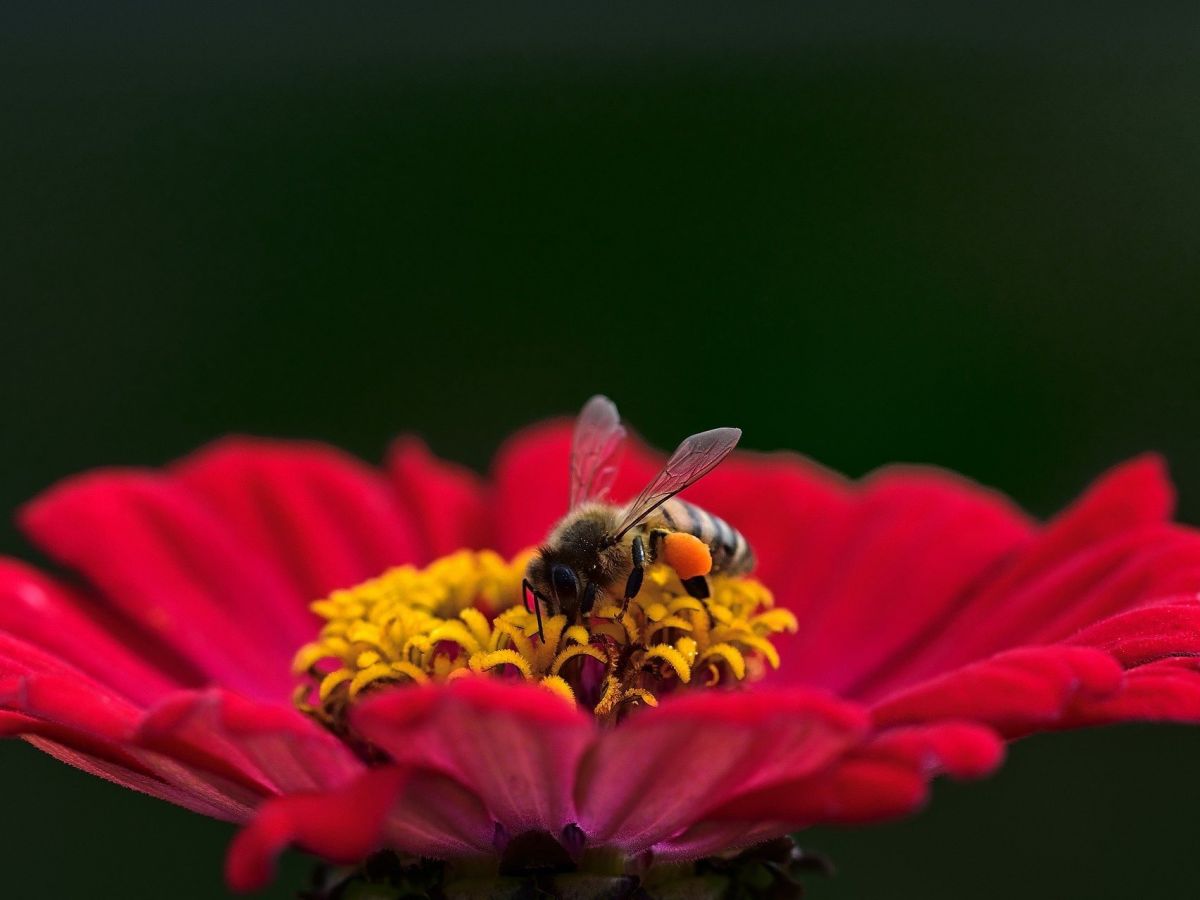 Ein Großteil der Studien zum Thema Bienensterben bezieht sich lediglich auf die Honigbiene, die als Nutztier vom Menschen versorgt wird. (Bildquelle: © jggrz / Pixabay)