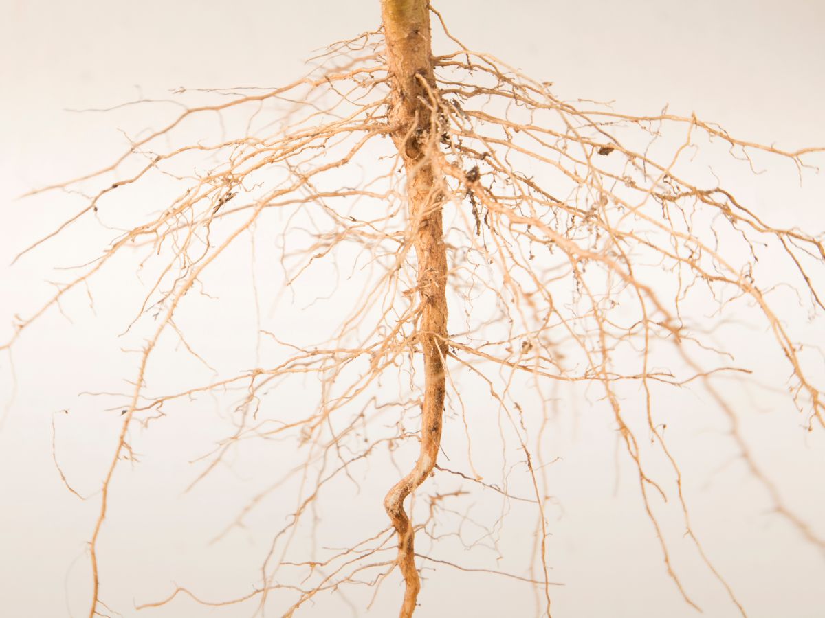 Viele Pflanzen bilden eine Primärwurzel aus, von der mehrere Seitenwurzeln abzweigen. (Bildquelle: © iStock.com / foto76)
