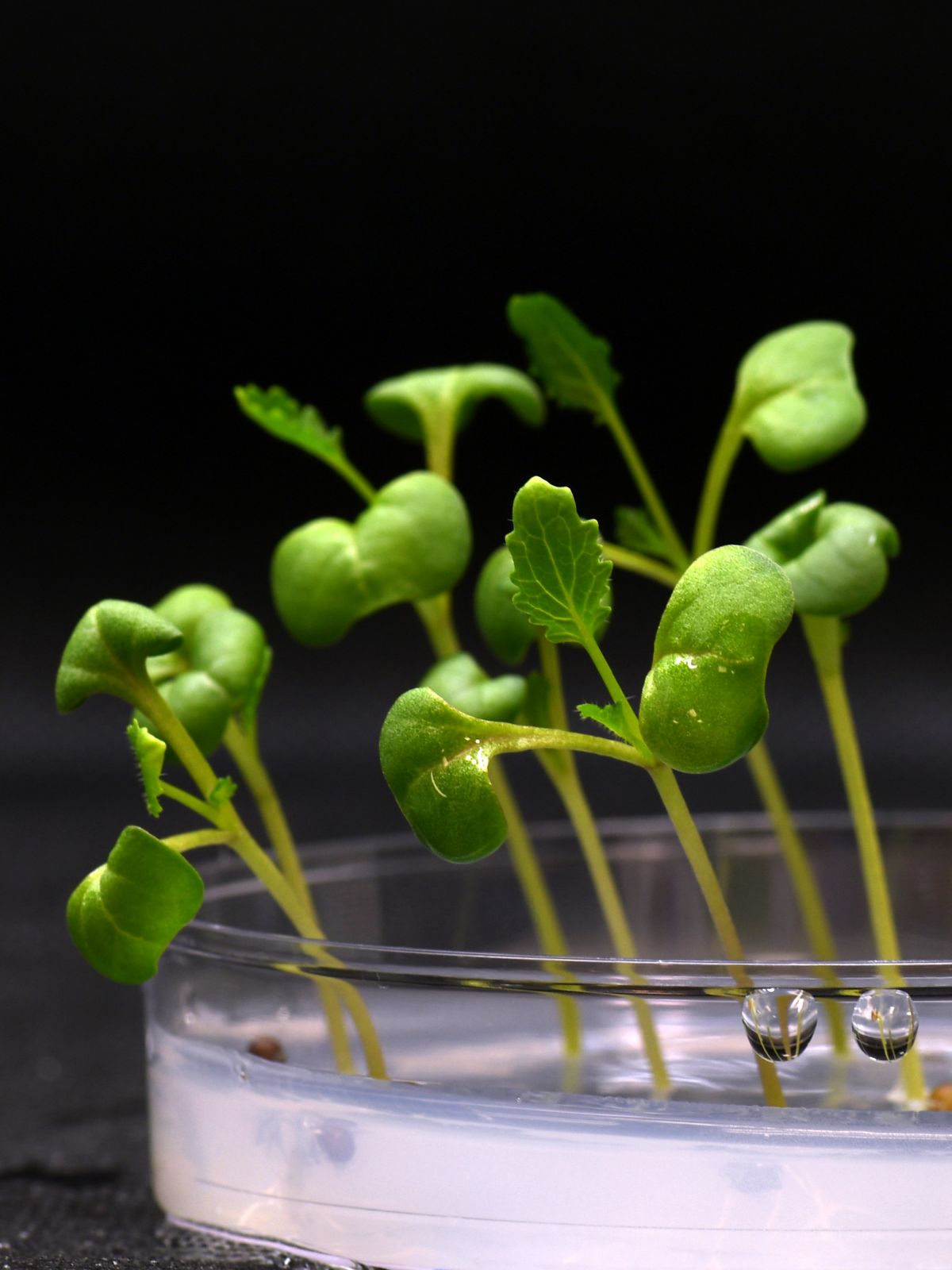 Pflanzen können in völliger Dunkelheit in einem Acetatmedium wachsen, das die biologische Photosynthese ersetzt.
