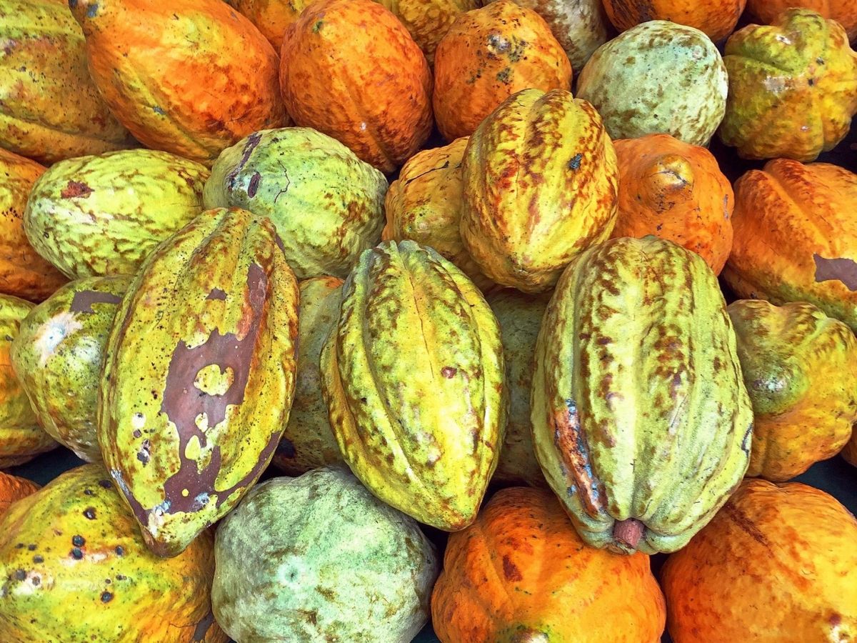 Schokoladenliebhaber denken oftmals nicht an den Beitrag der Natur beim Kakaoanbau. Nachhaltige Anbaumethoden und Schutz der natürlichen Umgebung werden meist außer Acht gelassen.
