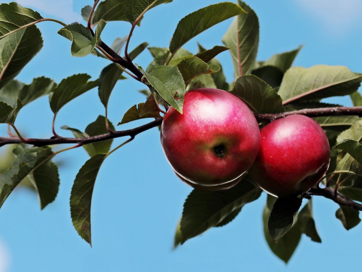 Bei der Reifung von Äpfeln spielen die MADS-Transkriptionsfaktoren eine Rolle. (Bildquelle: © Pixabay/CC0)