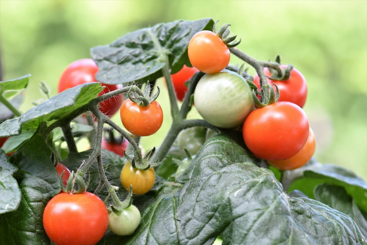 Tomatenpflanzen geben über ihre Samen nützliche Bakterien an ihre Nachkommen weiter. (Bildquelle: © enaoniro/Pixabay/CC0)
