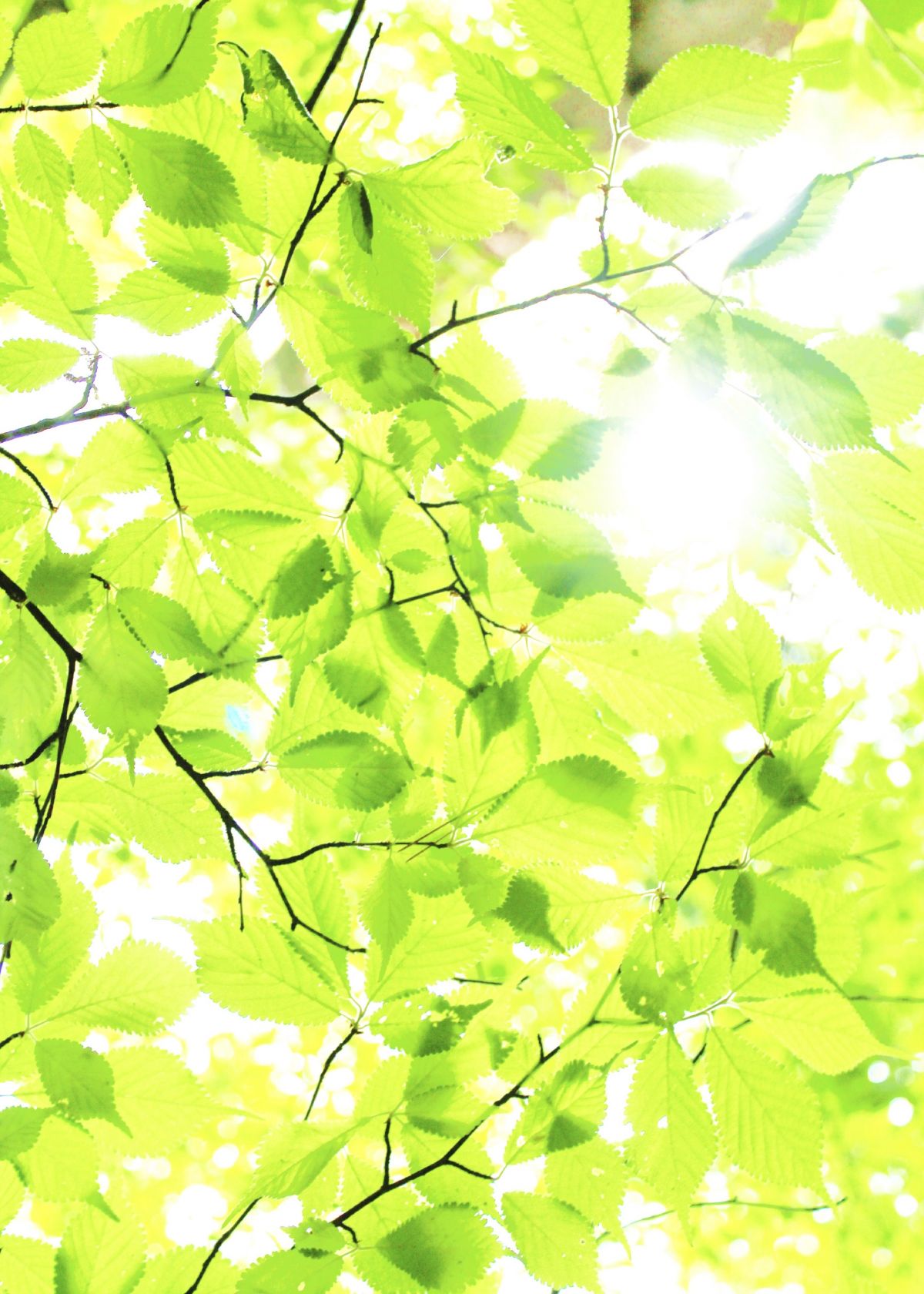 Die oberen Blätter transparenter zu machen, damit die unteren mehr Licht aufnehmen können, ist nur ein Ansatz von vielen, mit denen sich die Photosynthese-Rate vermutlich steigern lässt.