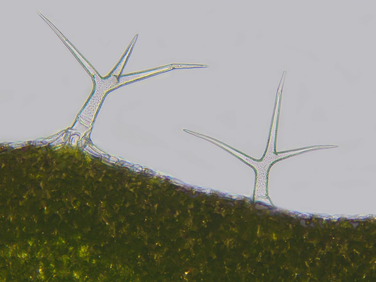Das Abschlussgewebe, die Epidermis, und auch Trichome auf Blättern und nicht verholzten Sprossachsen sind von einer wachsartigen Schicht (Cuticula) überzogen. (Bildquelle: © Frost Museum / flickr; CC BY 2.0)