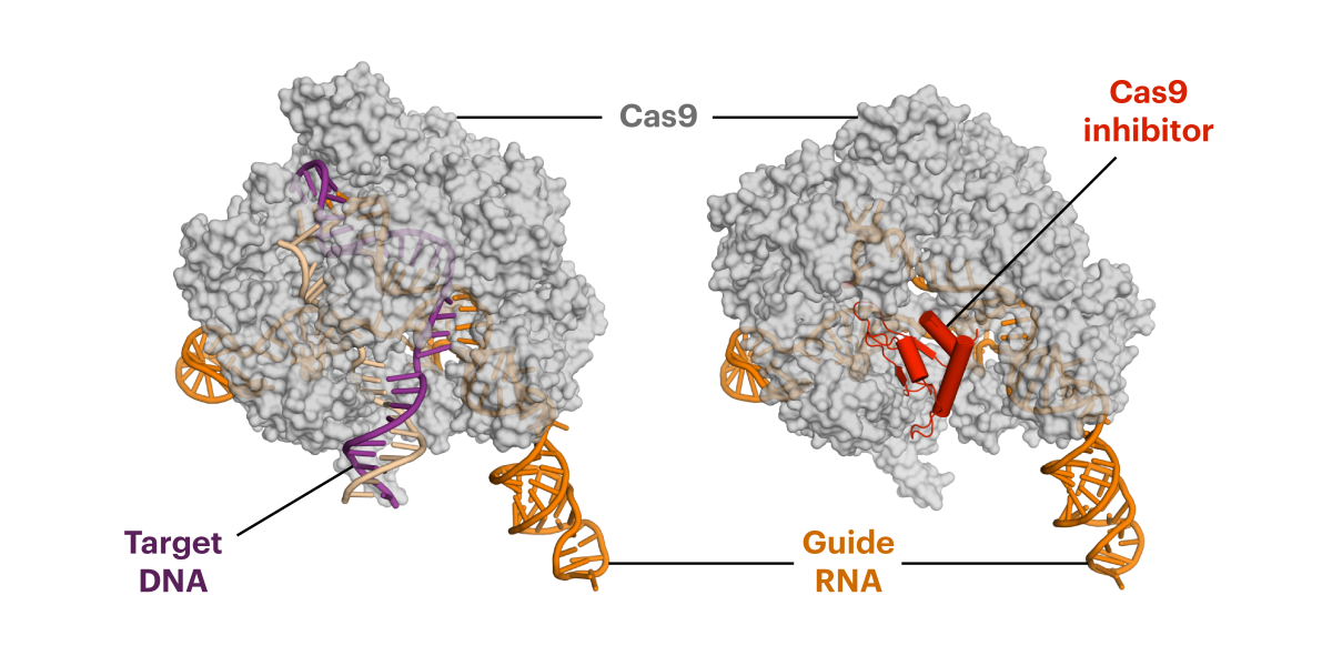 Das Anti-CRISPR-Protein (rot auf der rechten Seite) imitiert die DNA, wo das schneidende Enzym Cas9 typischerweise andockt (