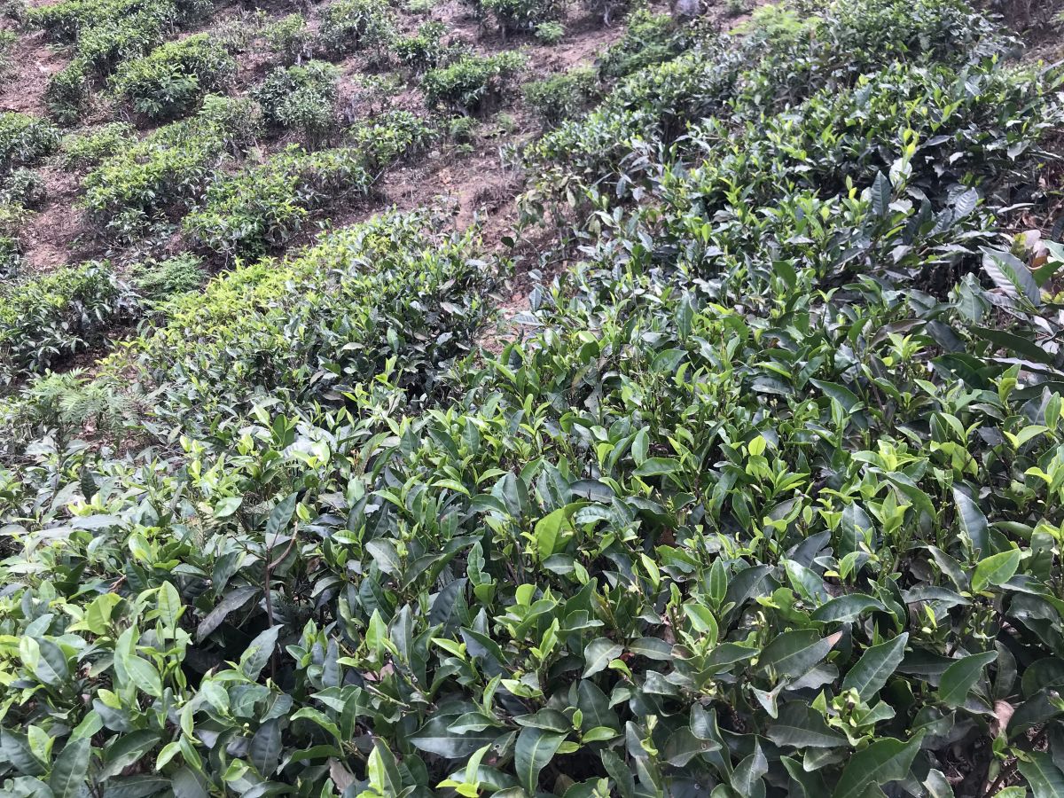 Teeplantage auf Sri Lanka: Nicht nur der Mensch, auch die Pflanzen selbst könnten von neuen Eigenschaften profitieren.

