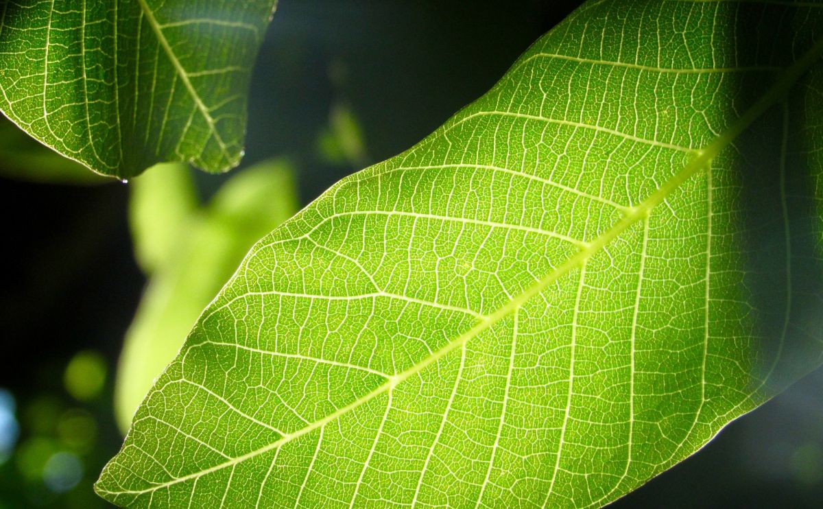 Bei der Photosynthese wird Sonnenenergie in chemische Energie umgewandelt. Pflanzen, Algen und Cyanobakterien sind dazu in der Lage. (Bildquelle: © Anthony Rossbach / Pixabay / CC0)