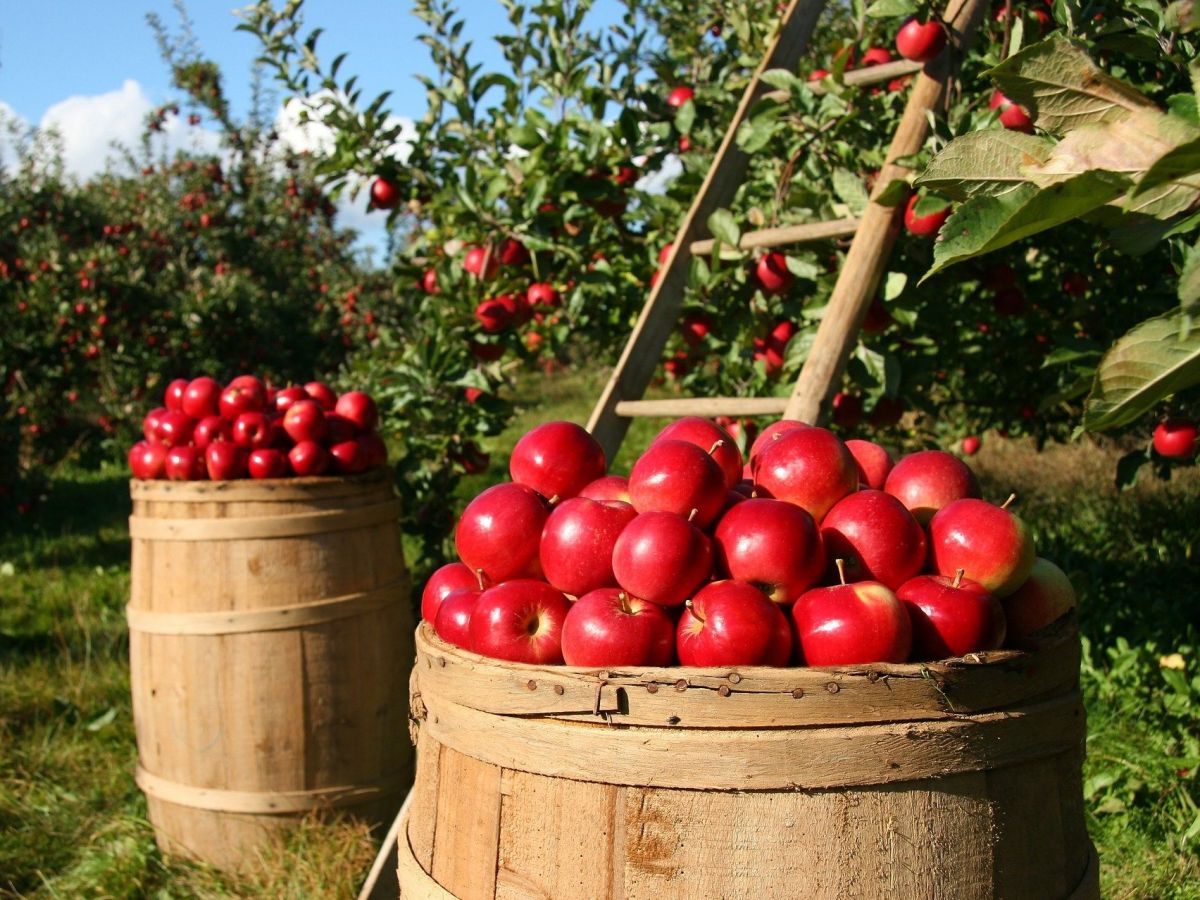 Die Umsetzung der europäischen Strategien trifft verschiedene Kulturpflanzen unterschiedlich stark. Während die erwarteten Produktionsrückgänge im Schnitt bei 10 bis 20 Prozent liegen, sind Äpfel, laut Studie, von Produktionsrückgängen von bis zu 30 Prozent bedroht.

