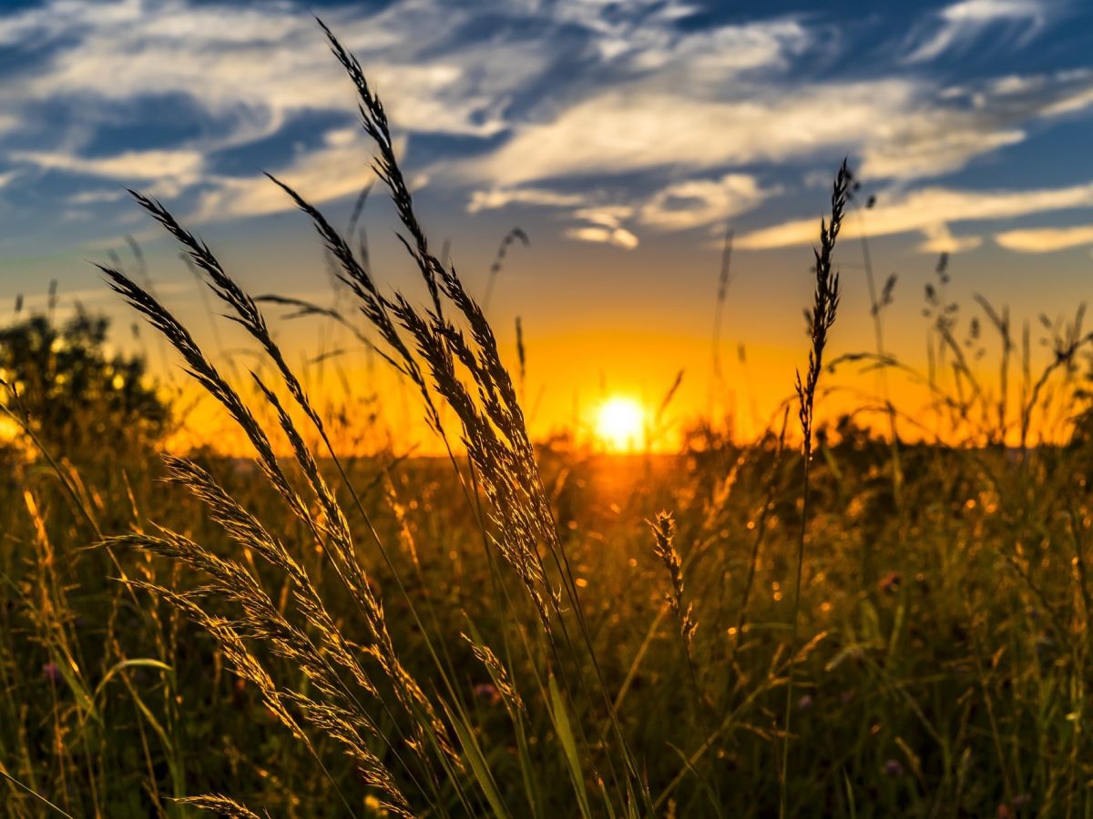 Feldrand mit Gräsern: Die Landwirtschaft muss sich ändern, um weiter effektiv sein zu können. (Bildquelle: © FelixMittermeier / Pixabay)