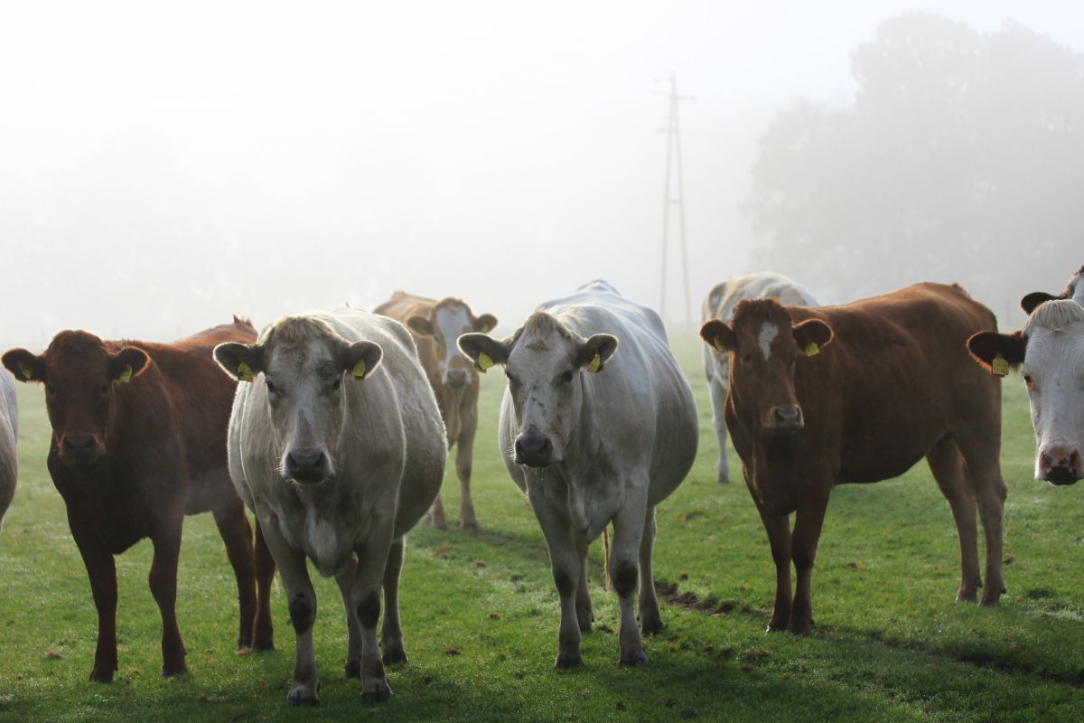 Viehzucht ist einer der Faktoren, der den CO2-Gehalt in der Atmosphäre in die Höhe schnellen lässt.