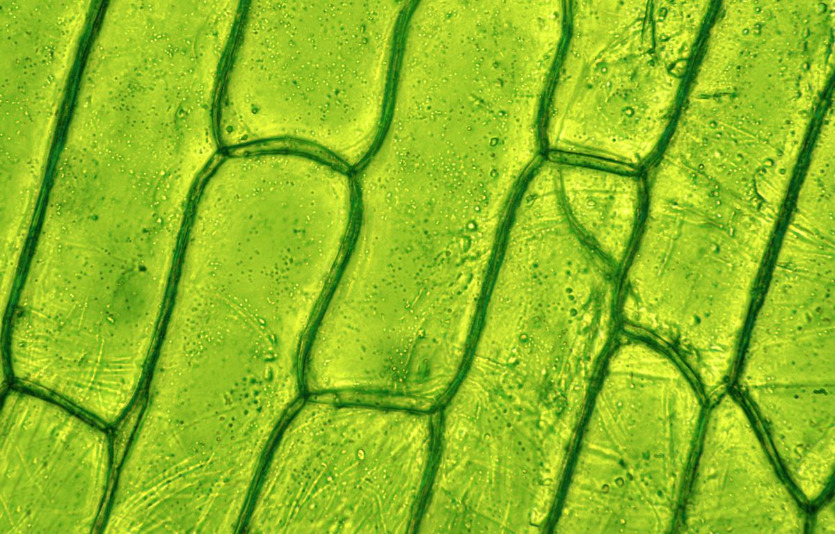 Epidermiszellen eines Blattes: In den in ihnen eingelagerten Chloroplasten läuft die Photosynthese ab.
