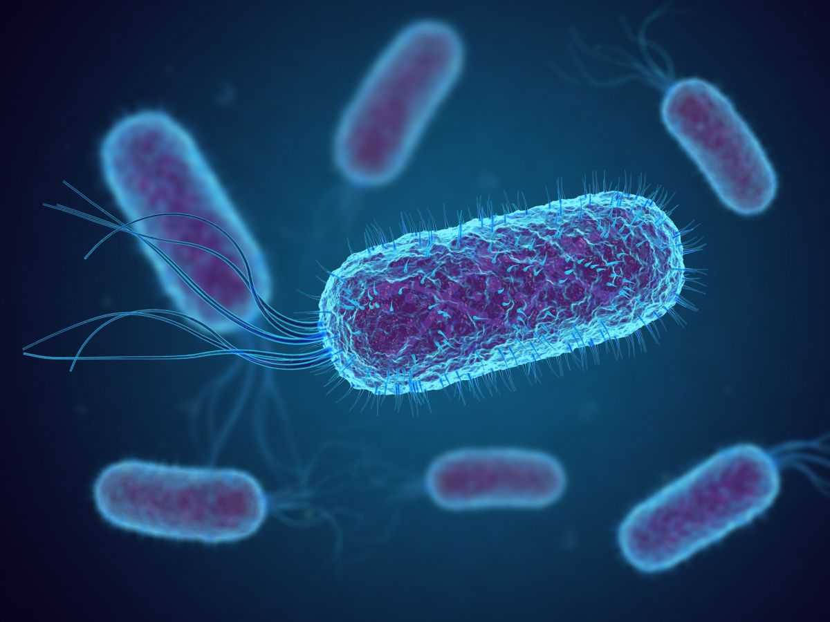 Escherichia coli-Bakterien. (Bildquelle: © iStock.com/cgtoolbox)