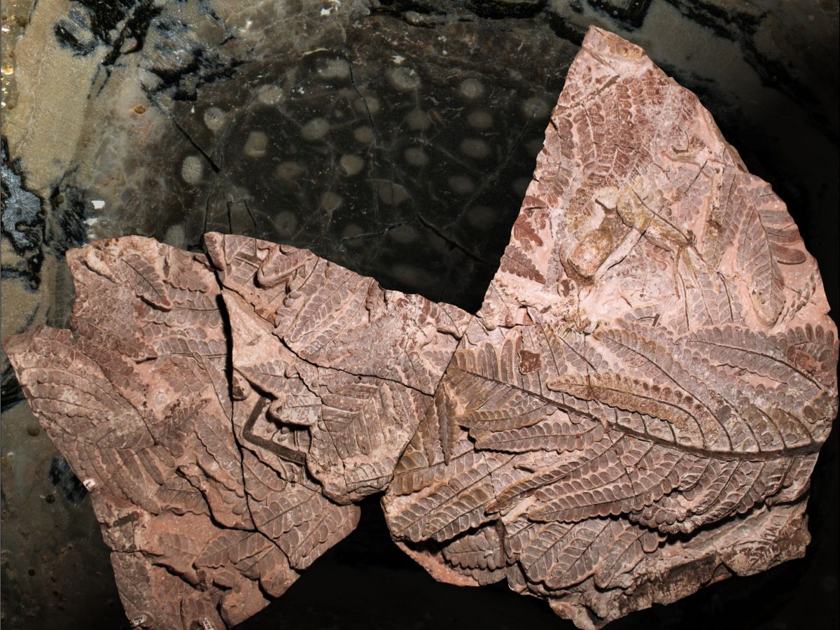Fossil des Jahres 2023: Pflanzenfossil Medullosa stellata aus dem frühen Perm. (Bildquelle: © Ludwig Luthardt)
