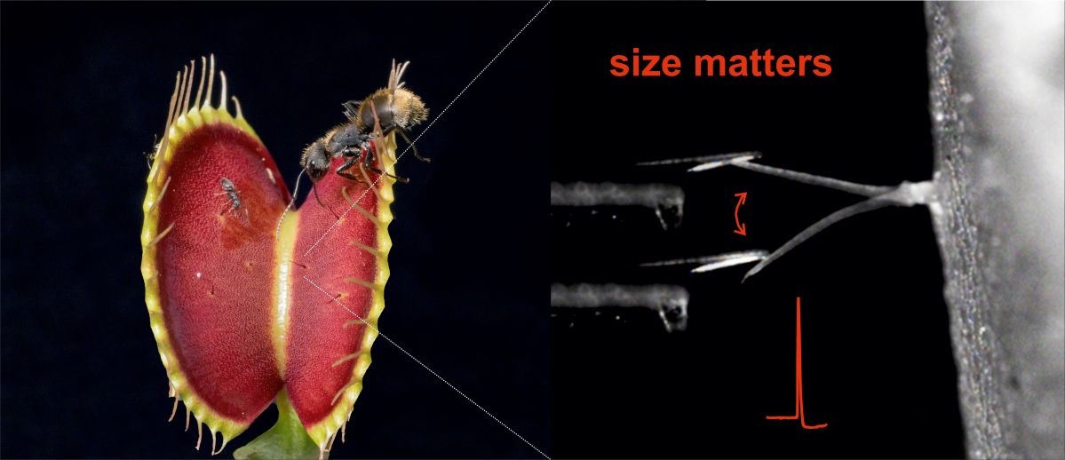 Die Venusfliegenfalle erkennt die Größe ihrer Beute. Zu kleine Insekten (links) sind nicht in der Lage die nötige Kraft aufzubringen, um das sensorische Haar der Pflanze zu stimulieren (rechts).
