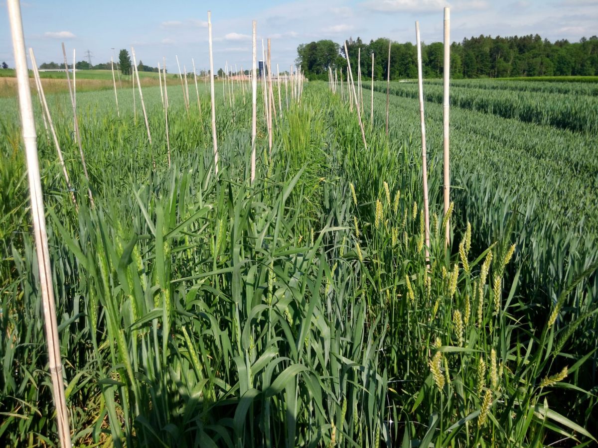 Durch seine große Anpassungsfähigkeit an unterschiedliche Klimabedingungen und Umweltfaktoren gedeiht Weizen weltweit in zahlreichen Regionen.
