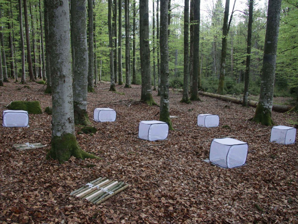 Experiment mit Totholz im Nationalpark Bayerischer Wald: Ein Teil der Holzstücke liegt in Käfigen, um Insekten fernzuhalten.
