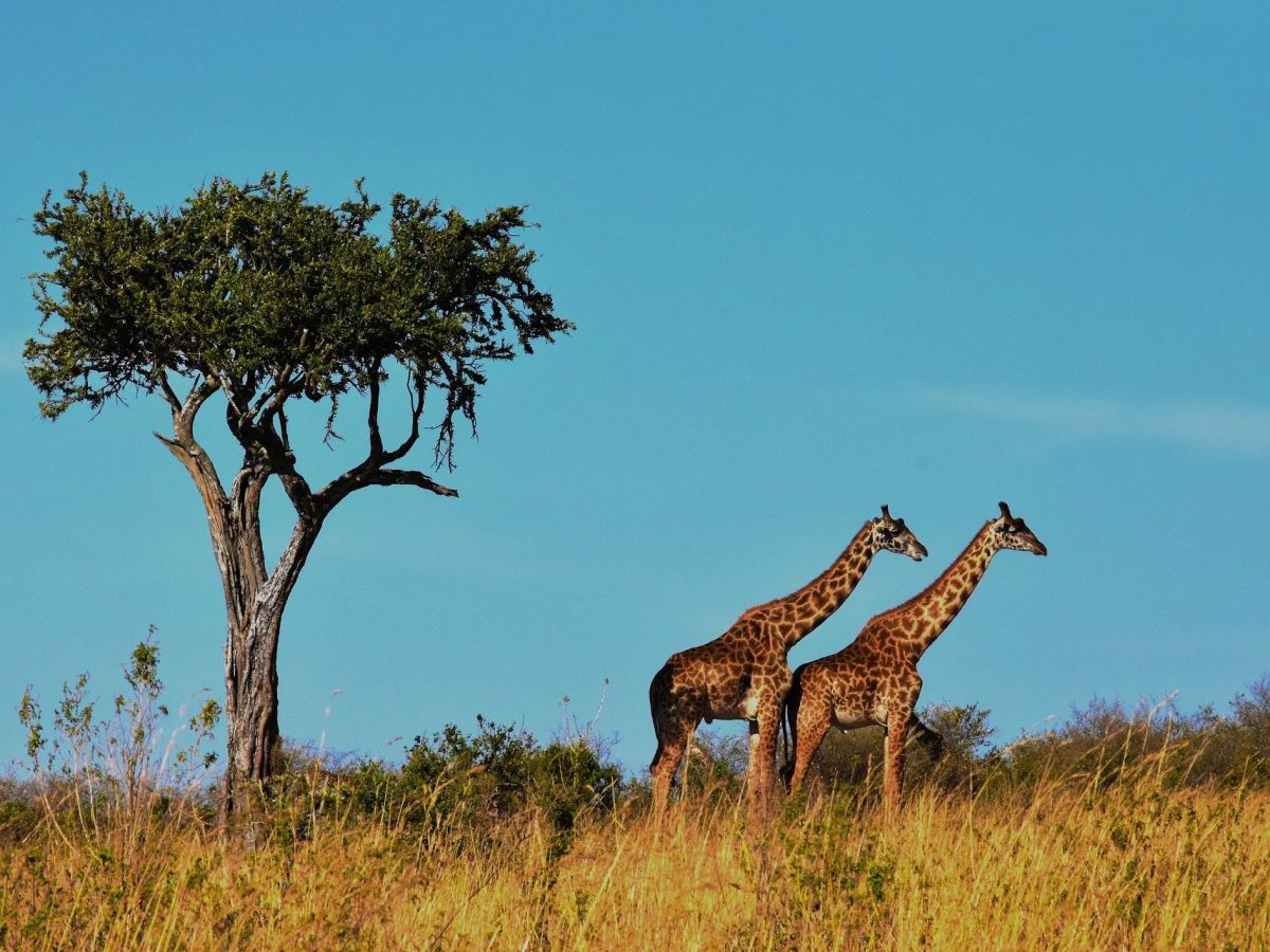 Serengeti in Tansania: Die Einrichtung weiterer großflächiger Schutzgebiete soll den Verlust der Biodiversität aufhalten.

