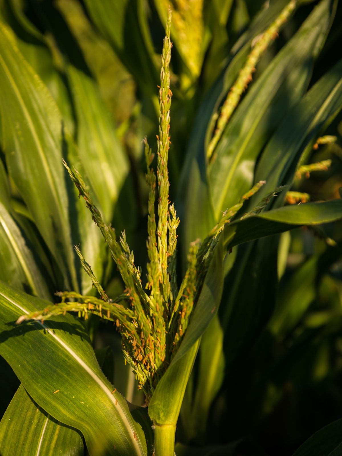 Für die phänotypische Charakterisierung wurden die Maislinien in zweijährigen Feldversuche an elf verschiedenen Standorten in Europa angepflanzt.
