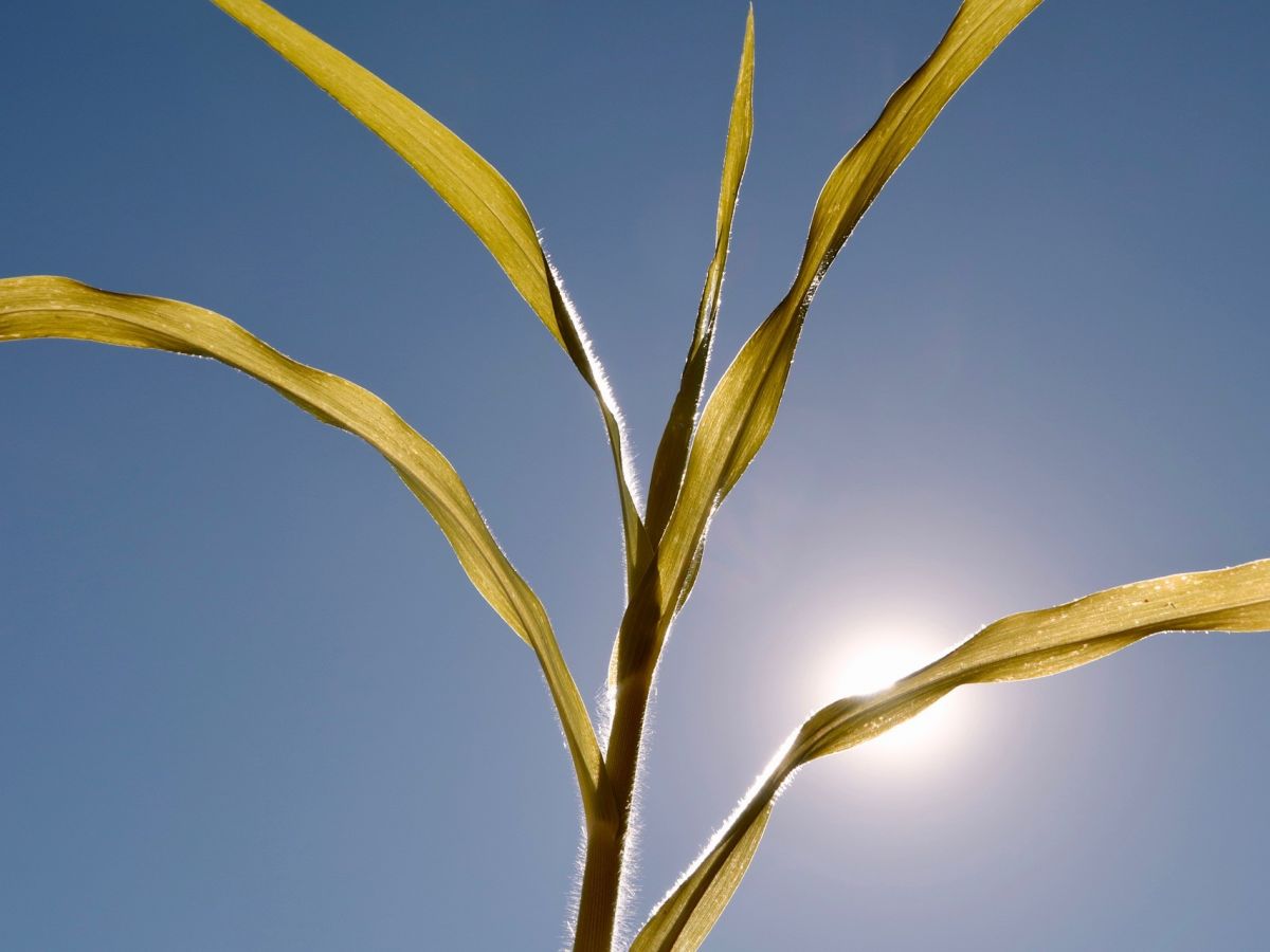 Hitzestress mindert die Erträge von Feldfrüchten. Ziel der Forschung sind daher Pflanzen, die hohe Temperaturen besser tolerieren. (Bildquelle: © Jens / Pixabay)
