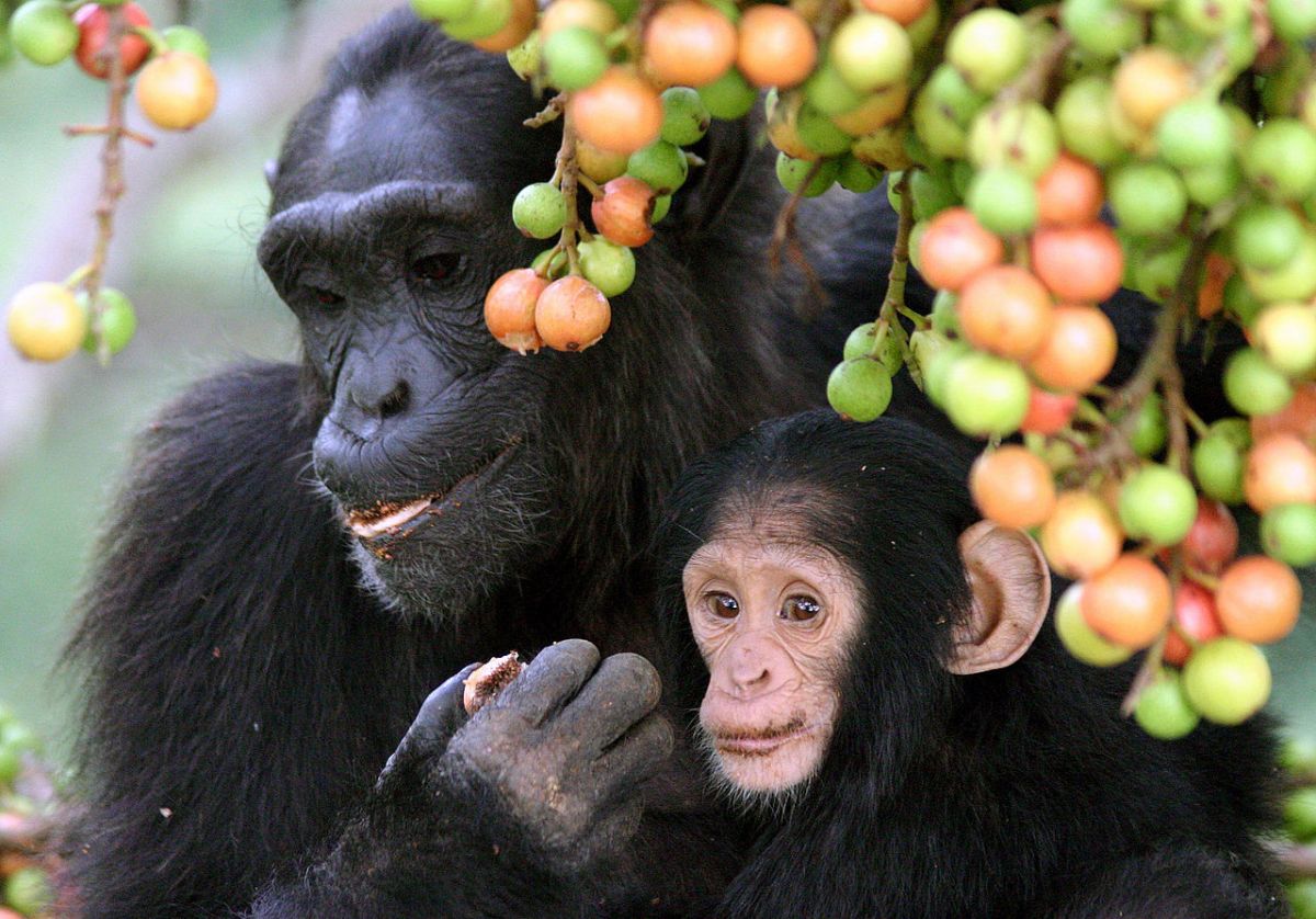 Primaten im Kibale-Nationalpark von Uganda. Dort sammelten Forscher Früchte für ihre Studie. (Bildquelle: © Alan Houle/Wikimedia.org/CC BY 4.0)
