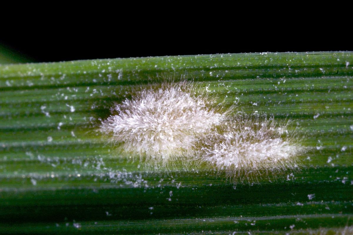 Ausschnitt eines Mehltau-infizierten Gerstenblatts: Echter Gersten-Mehltau bildet ein weißes, watteähnliches Pilzgeflecht auf den oberirdischen Pflanzenteilen, das sich später grau-braun verfärbt. (© MPI für Pflanzenzüchtungsforschung)