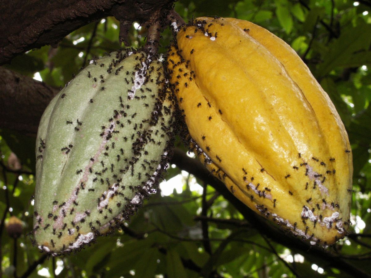 Dolichoderus-Ameisen mit Schmierläusen (Pseodococcus) auf einer Kakaofrucht: Die Ameisen fördern zwar die schädlichen Schmierläuse, schrecken aber andere Schädlinge ab.