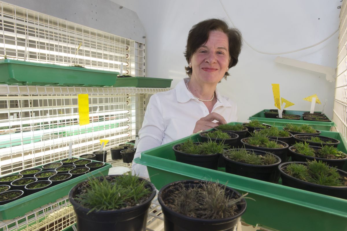 Prof. Dr. Dorothea Bartels mit dem Gras Oropetium thomaeum in der Anzuchtkammer des Instituts für Molekulare Physiologie und Biotechnologie der Pflanzen an der Universität Bonn. (Bildquelle: © Barbara Frommann/Uni Bonn)