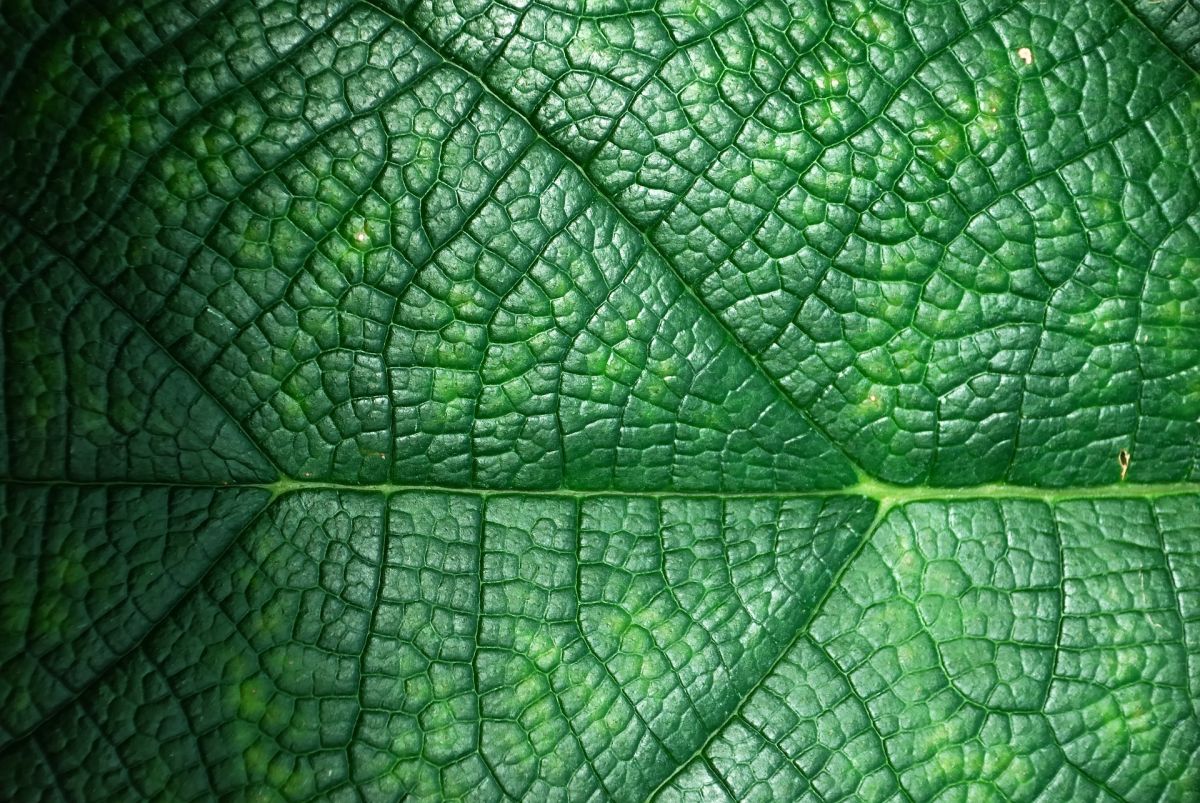Schutzschild Cuticula: Die Wachsschicht war eine „Erfindung“ der Landpflanzen.  (Bildquelle: © Oleg Mityukhin/Pixabay/CC0)