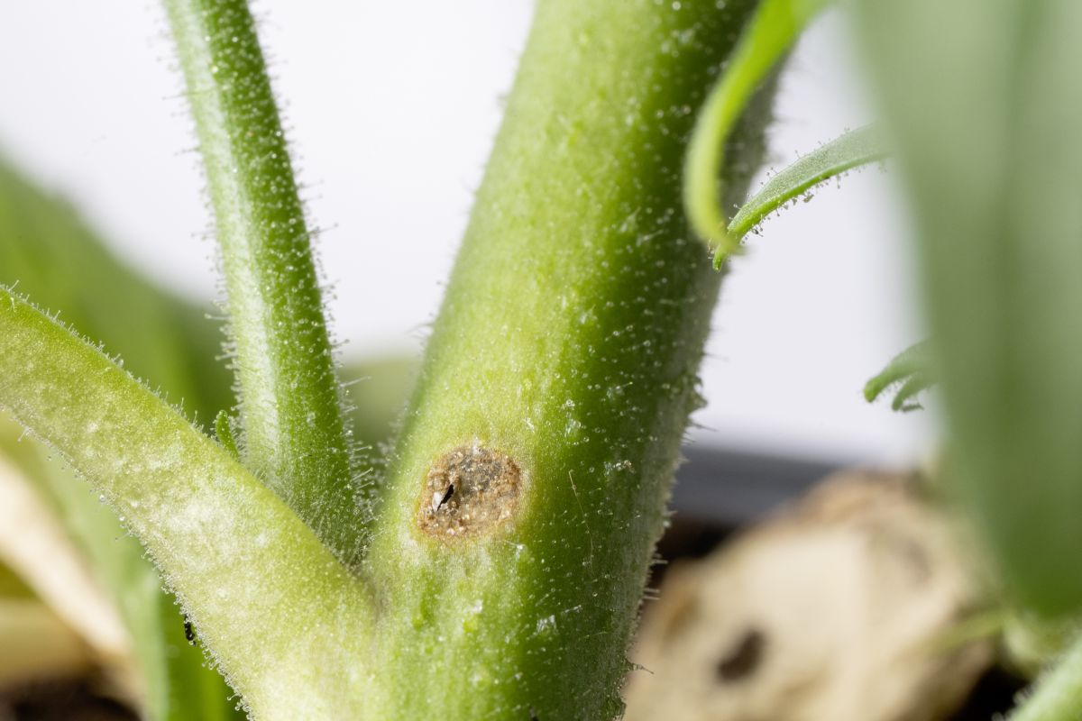 Die Larven und Puppen des Rüsselkäfers Trichobaris mucorea sind im Stängel der Pflanze gut vor Fraßfeinden geschützt. Von außen ist später, wenn die Pflanze schon fast verwelkt ist, lediglich das Austrittsloch zu sehen.
