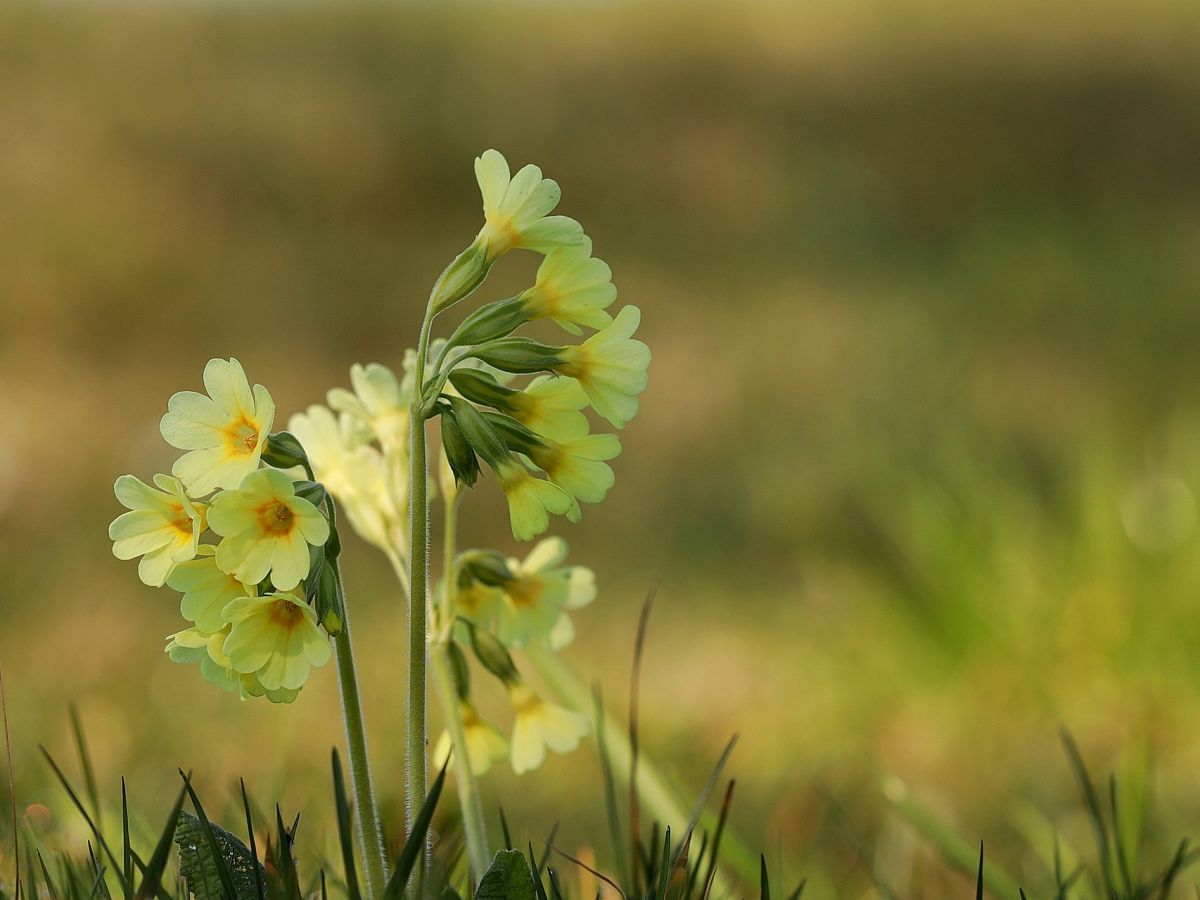 In der Frühlingssonne blühen die ersten Schlüsselblümchen. (Bildquelle: © Franz W. / Pixabay)