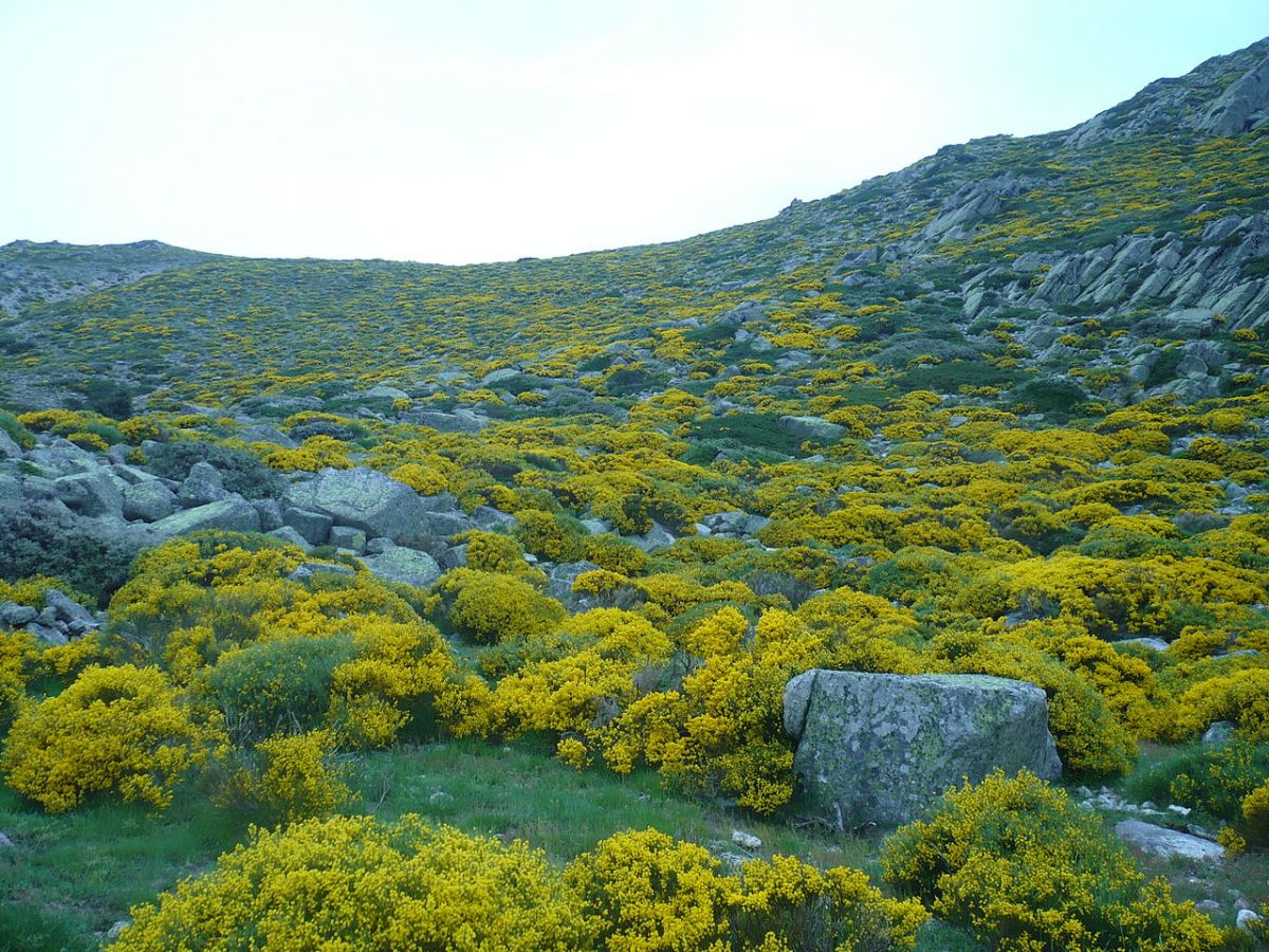 Nicht jede Spezies lässt sich vom Menschen beeindrucken: Die im Gebirge beheimatete Strauchart Cytisus oromediterraneus, die unter anderem in Frankreich und Spanien vorkommt, zählt zu den neutralen Arten.
