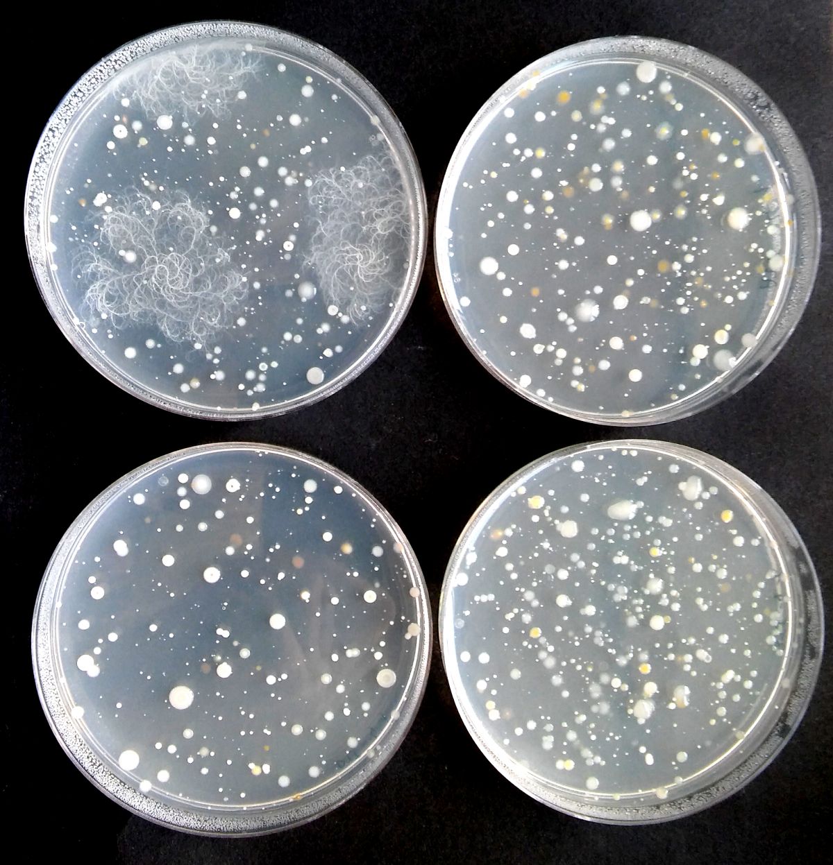 Wichtig sind sowohl bestimmte Mikroorganismen als auch die Diversität des Mikrobioms. Gezeigt sind hier Nährmedien, auf denen das Mikrobiom aus dem Boden rund um Gerstenwurzeln ausplattiert wurde.

