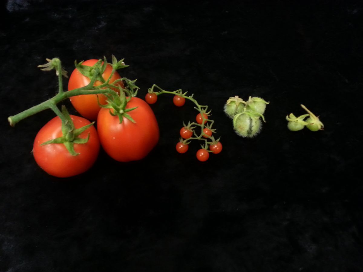 Früchte der kultivierten Tomate (links) und dreier wilder Tomatenarten. (Credit: © Brad Townsley) 