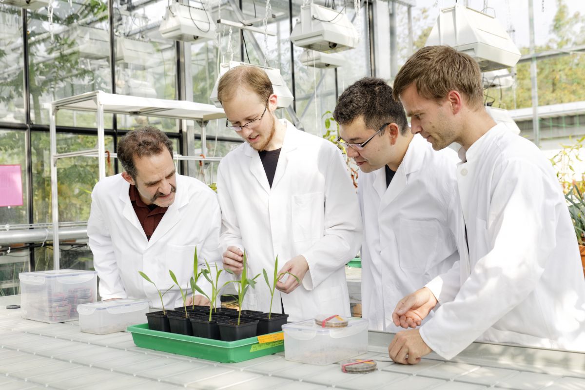 Die Max-Planck-Wissenschaftler Jonathan Gershenzon, Felipe Wouters, Daniel Giddings Vassão und Michael Reichelt untersuchen Maissetzlinge.
