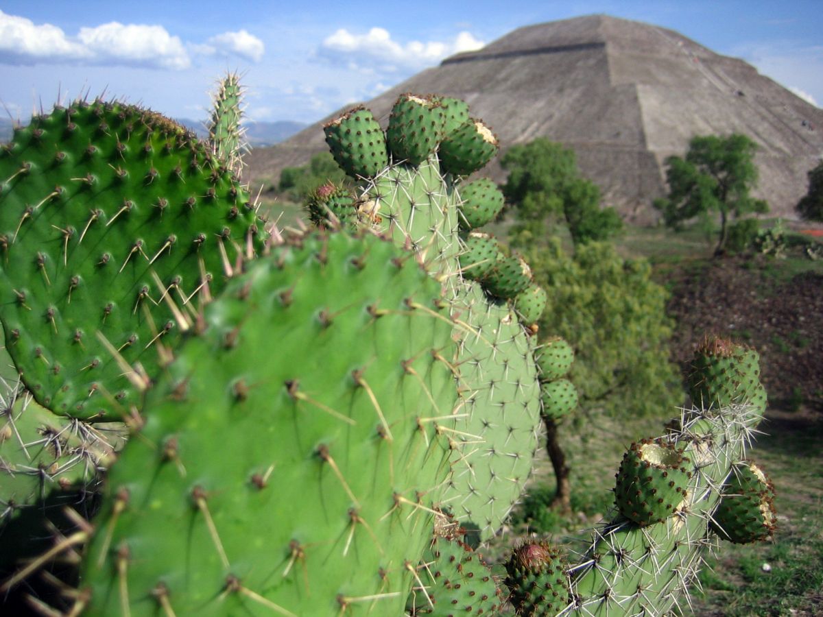 Der Feigenkaktus wurde von den Azteken Nopalli genannt. (Bildquelle: © Kaveh/wikimedia.org; CC BY-SA 2.0)