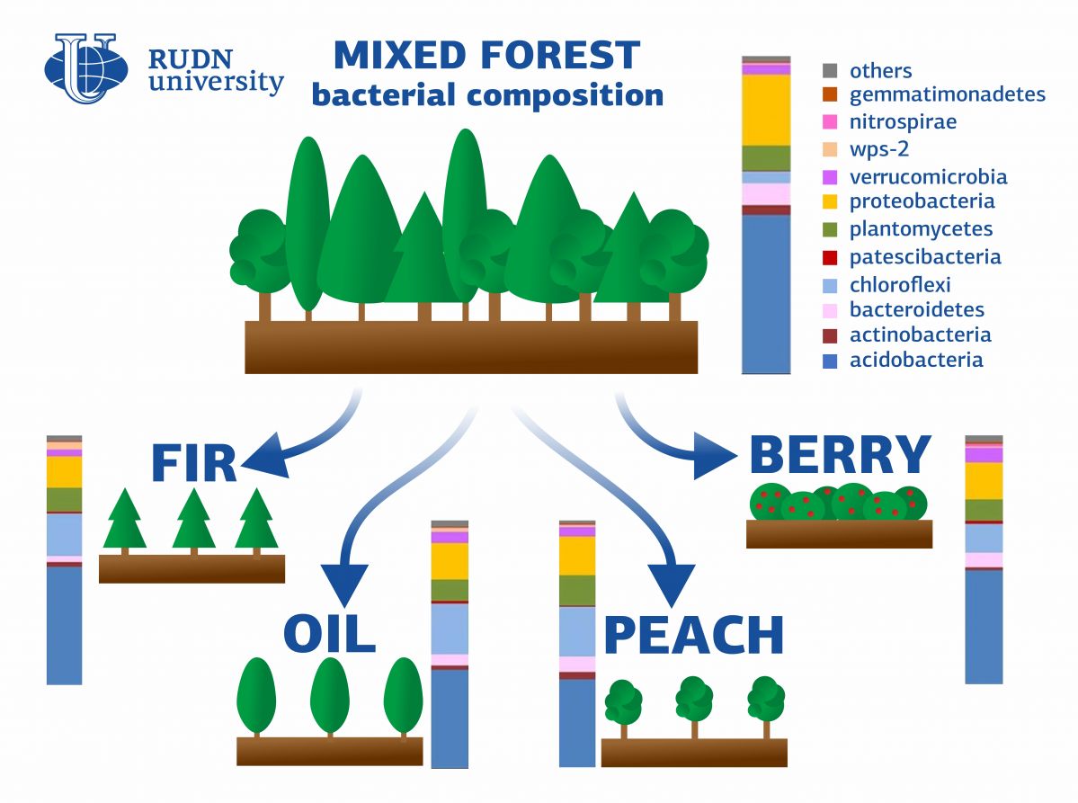 In der Studie wurnden die Auswirkungen der Waldumwandlung auf die Eigenschaften des Bodens untersucht: Säuregehalt, Kohlenstoff- und Stickstoffressourcen, Bakterienzusammensetzung und Aktivität von Mikroorganismen.
