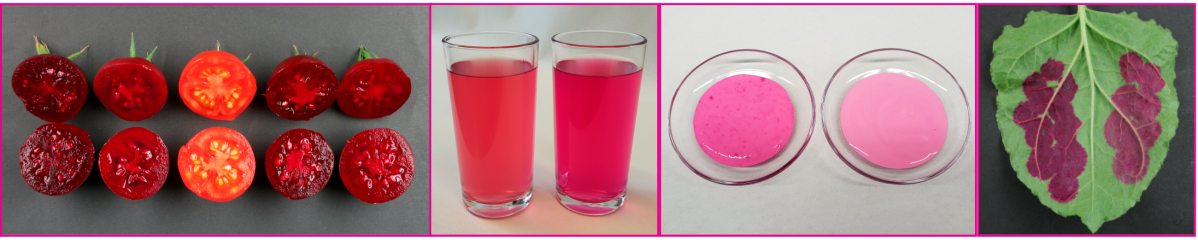 Erste Experimente zum Färben von Joghurt und Limonaden mit Tomaten-Betanin (Bild 2 & 3, jeweils rechts) im Vergleich zu Rote Bete-Saft (Bild 2 & 3, jeweils links). Der Farbstoff lässt sich auch lokal begrenzt in den Blättern produzieren (Bild 4).

