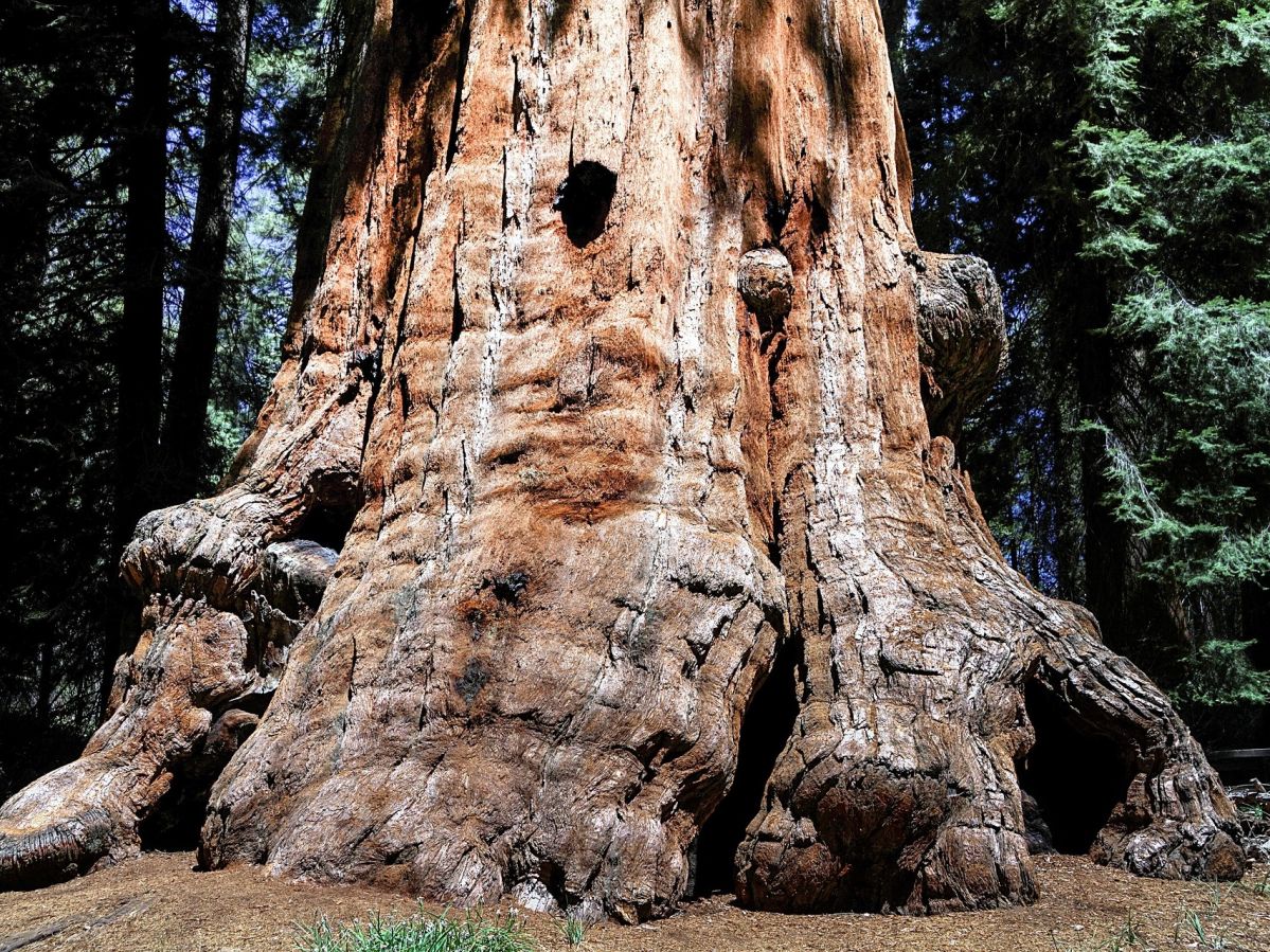 Der Riesen-Mammutbaum (Sequoiadendron giganteum) ist das größte Lebewesen auf der Erde. (Bildquelle: © Klaus Stebani / Pixabay)