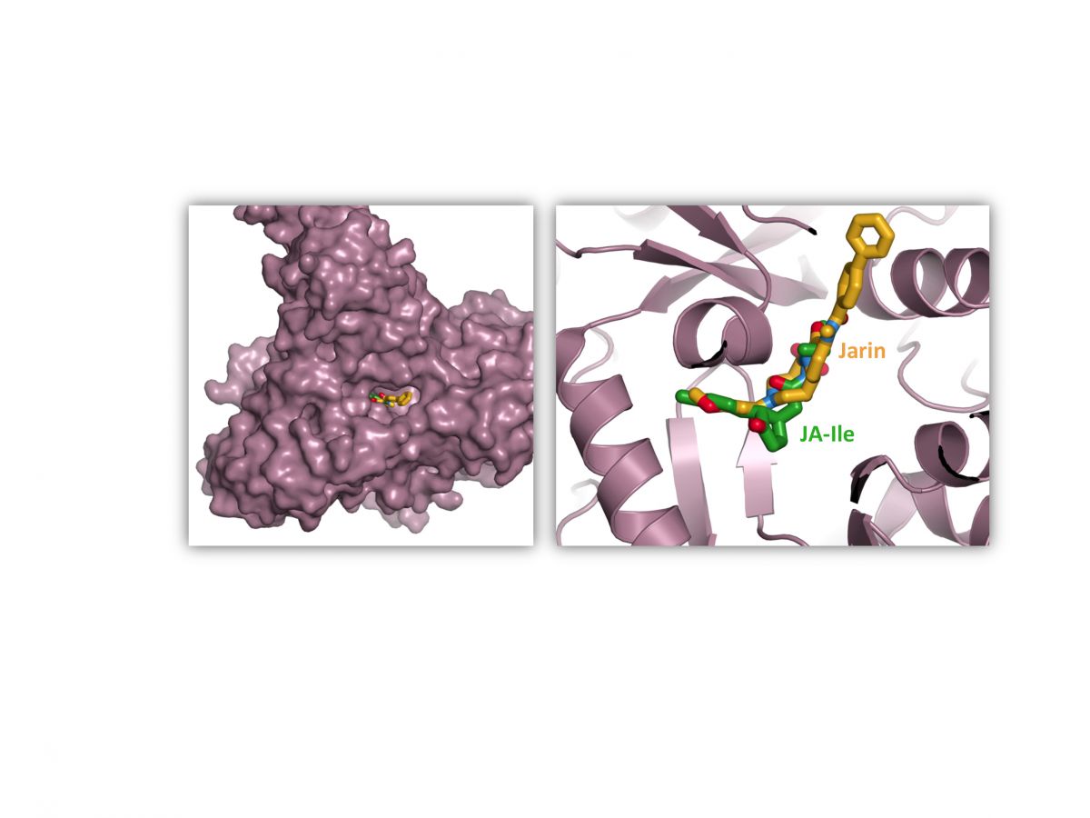 Jarin-1 hemmt das Enzym JAR1 , indem es dort bindet, wo normallerweise nur das natürliche Substrat Platz nimmt – die mit Isoleucin beladene Jasmonsäure (JA-Ile). [...] (Quelle: Corey S. Westfall, Washington University, St. Louis)
